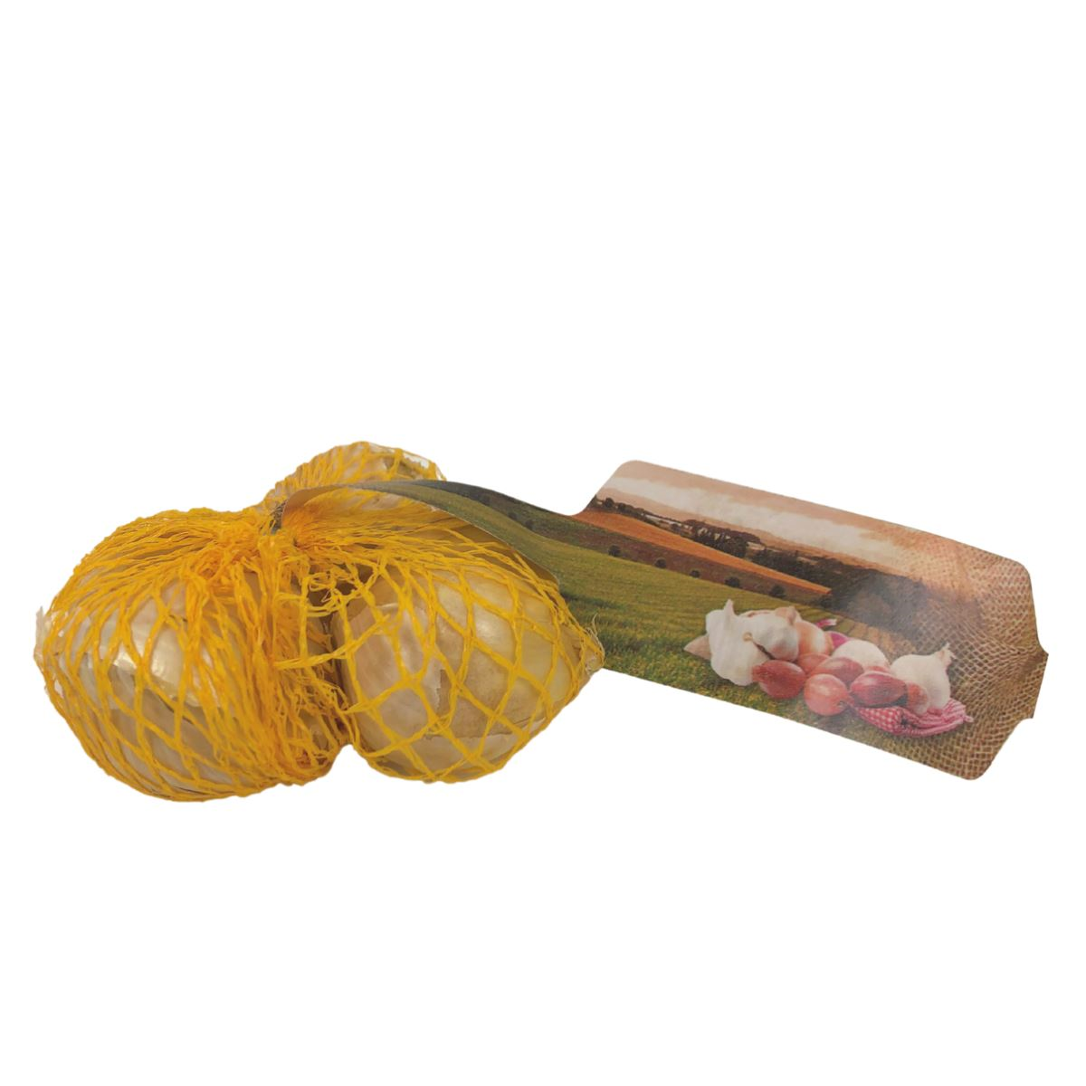 Plantlook olifantenknoflook 20/30 - netje 5 stuks afbeelding