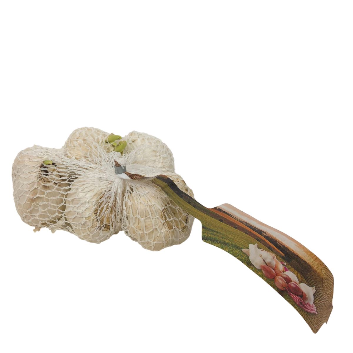 Buzzy witte plantlook 40/50 - 5 stuks afbeelding
