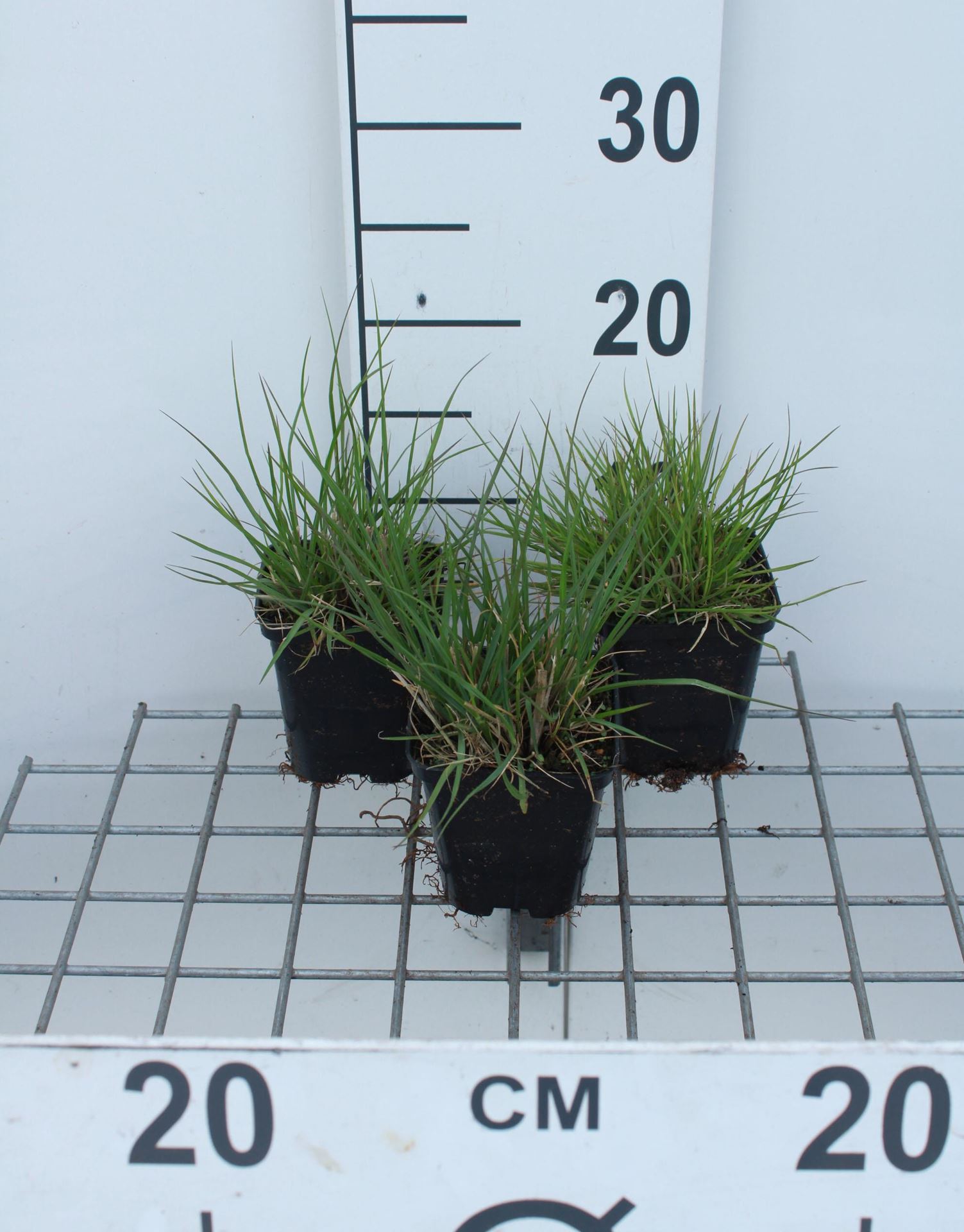 Pennisetum alopecuroides'Little Bunny'- pot 9x9 cm - Lampepoetsersgras afbeelding