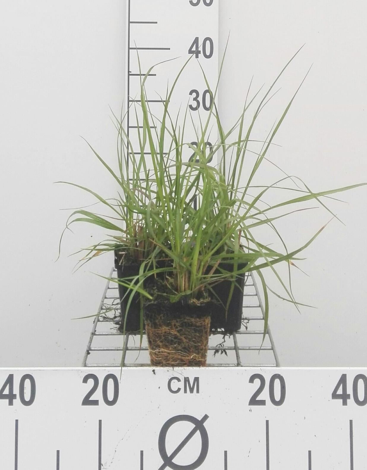 Pennisetum alopecuroides - pot 9x9 cm afbeelding