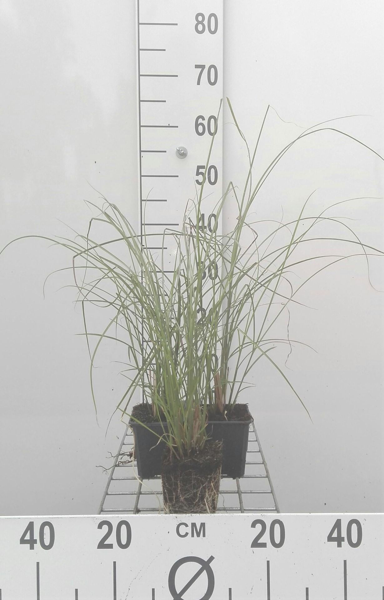 Miscanthus sinensis'Gracillimus'- pot 9x9 cm - Prachtriet afbeelding