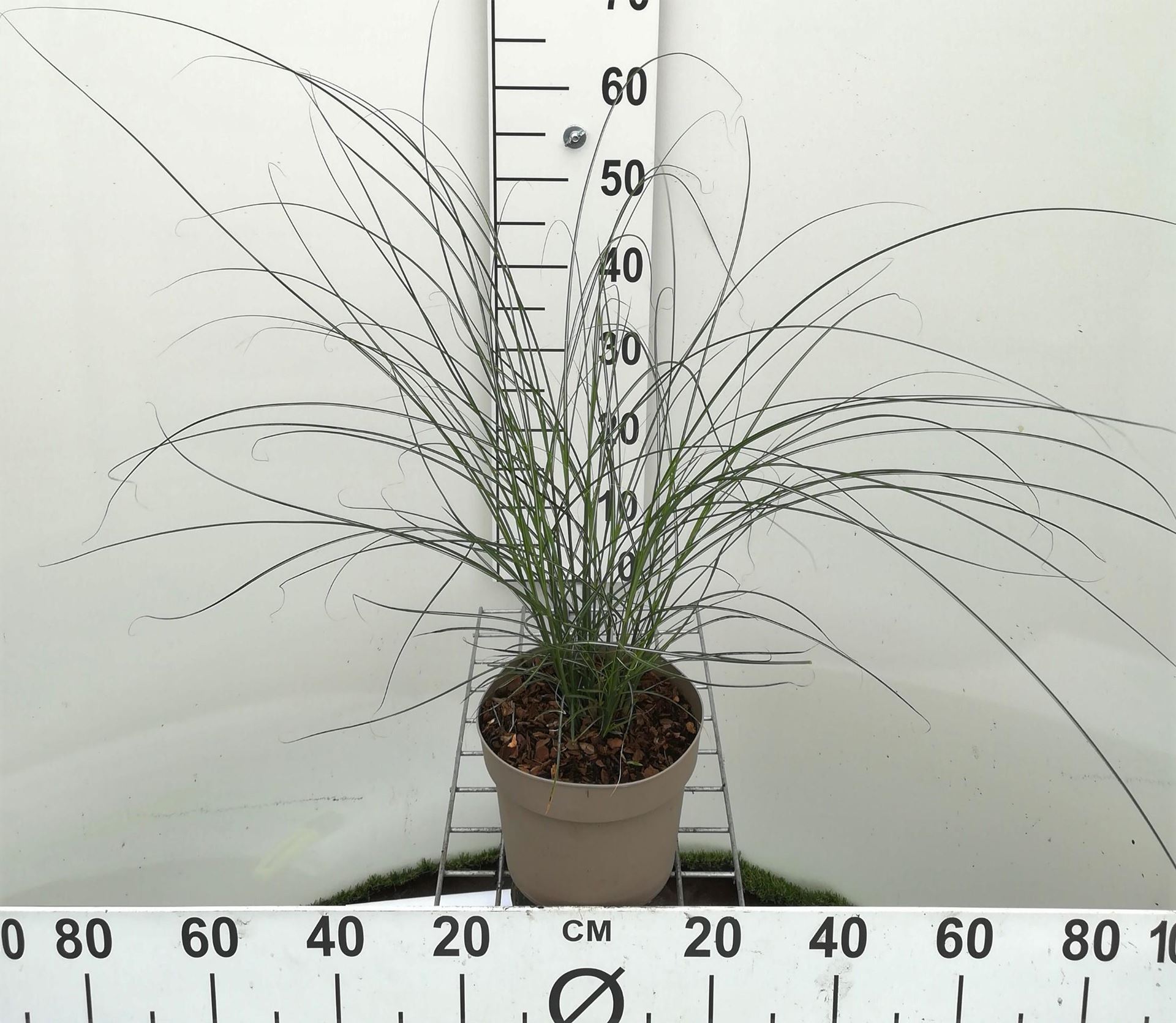 Miscanthus sinensis 'Gracillimus' - pot 3L -