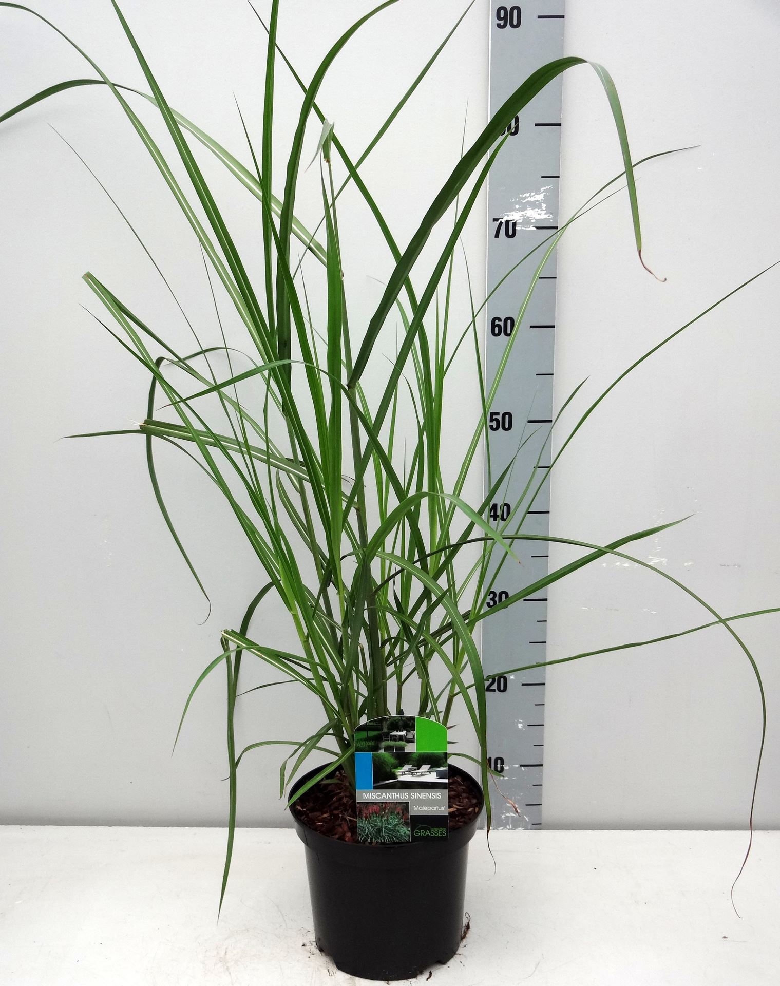Miscanthus sinensis'Malepartus'- pot 3L afbeelding