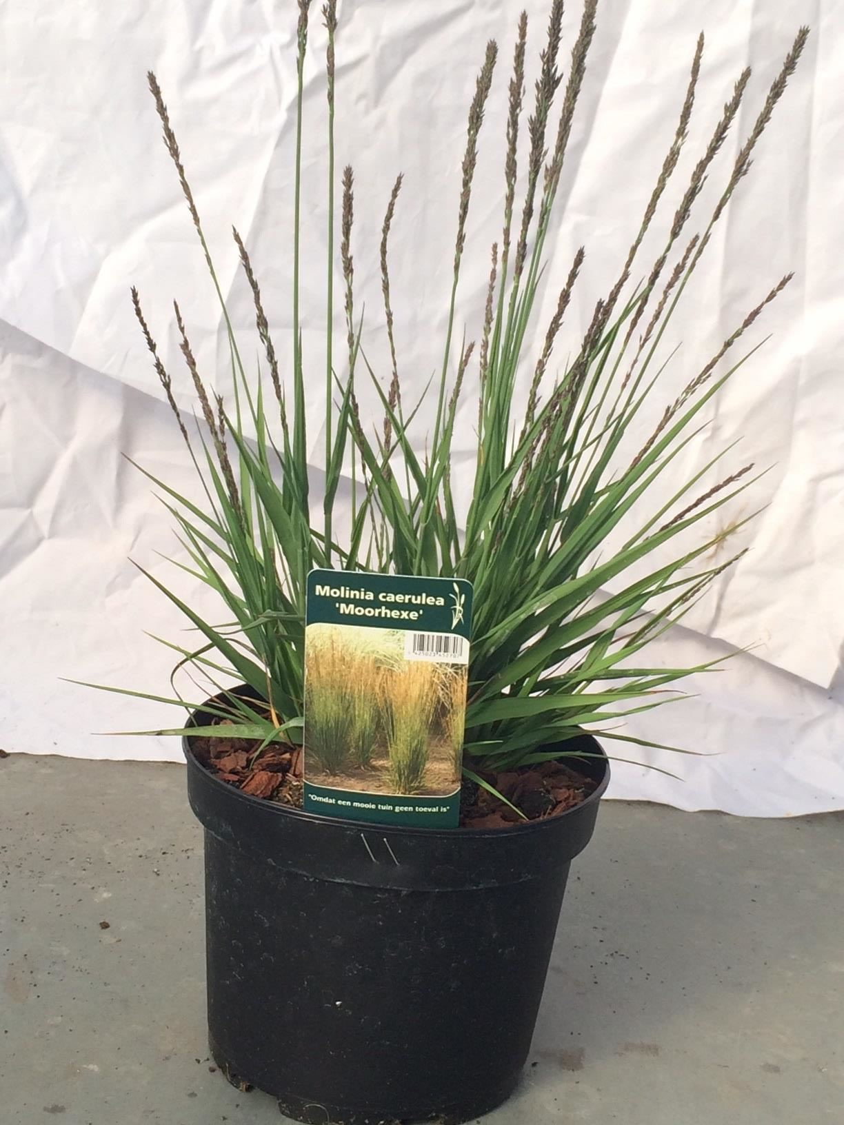Molinia caerulea'Moorhexe'- pot 3L afbeelding