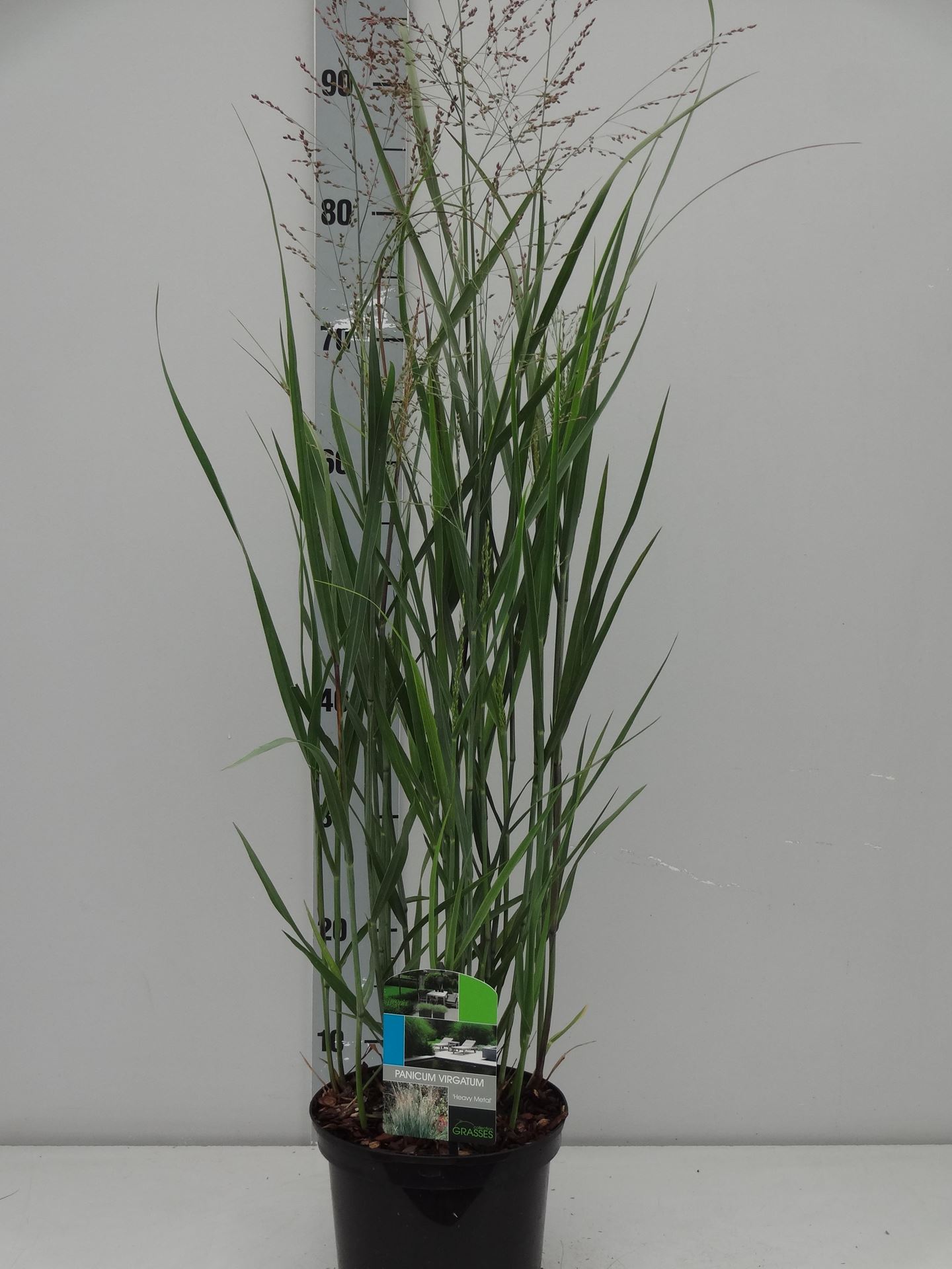 Panicum virgatum'Heavy Metal'- pot 3L - Vingergras afbeelding