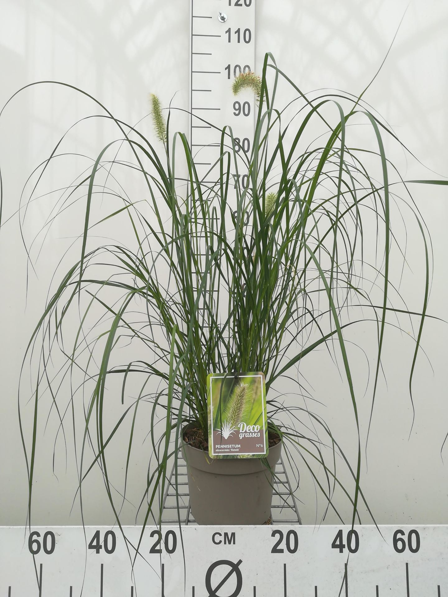 Pennisetum alopecuroides 'Hameln' - pot 3L -