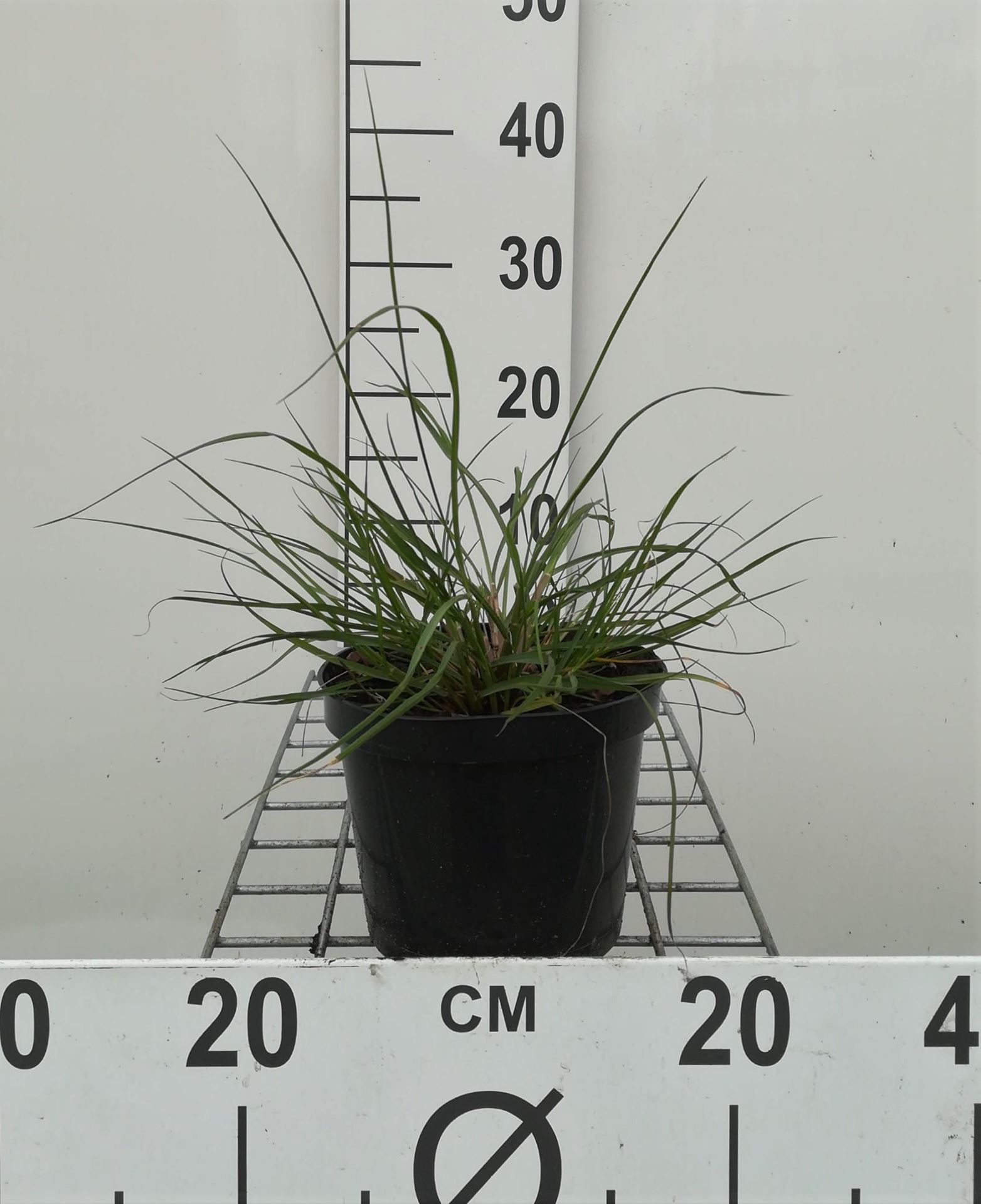 Pennisetum alopecuroides'Hameln'- pot 1,5L - Lampenpoetsersgras afbeelding