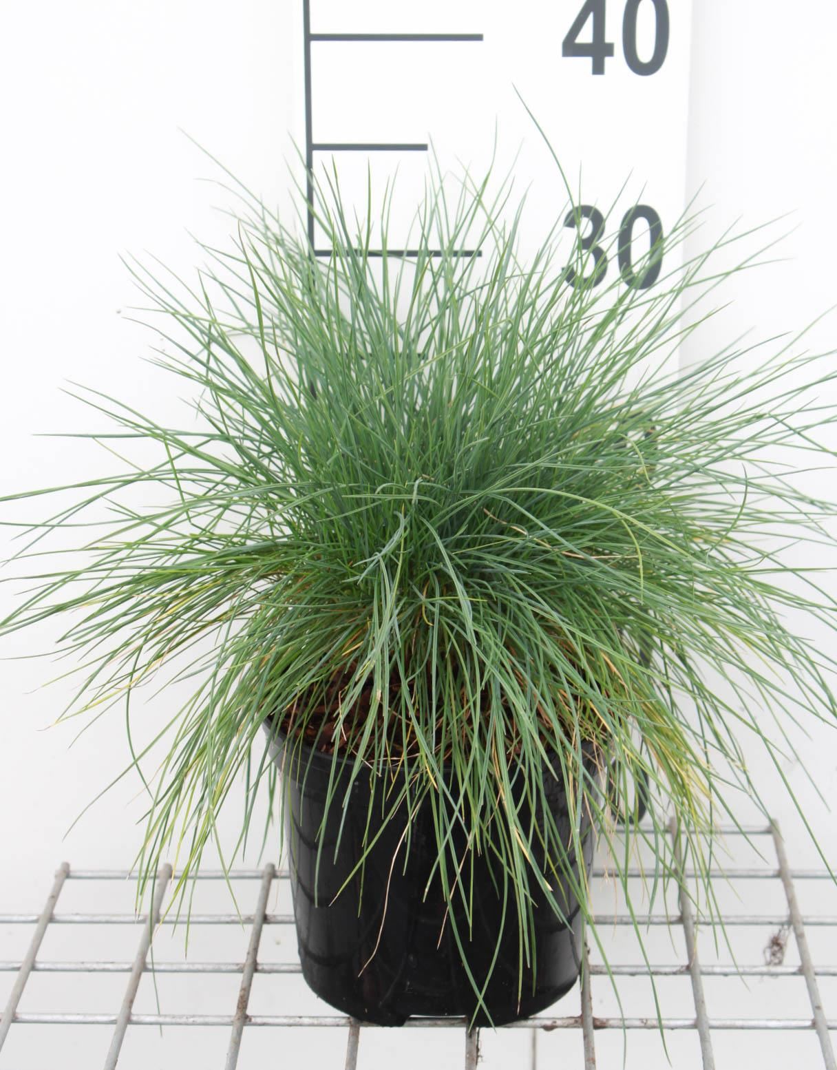 Festuca glauca'Elijah Blue'- pot 3L - Zwenkgras afbeelding