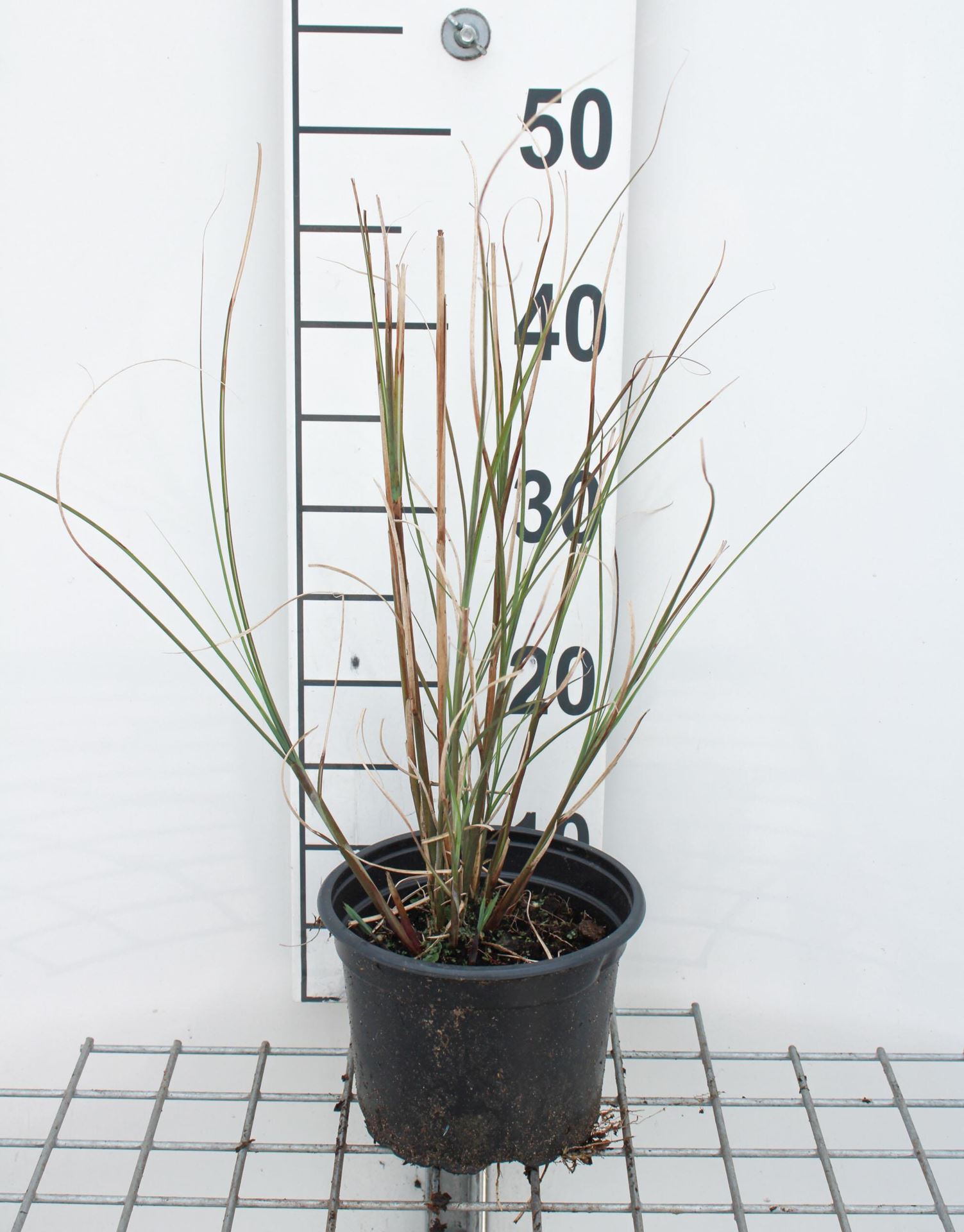 Miscanthus sinensis'Gracillimus'- pot 2L afbeelding