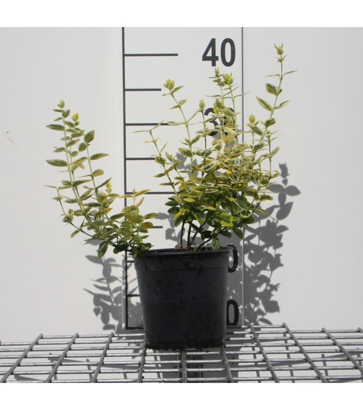 Euonymus fortunei'Emerald'n'Gold'- pot 1,3L - 15-20 cm - Kardinaalsmuts afbeelding