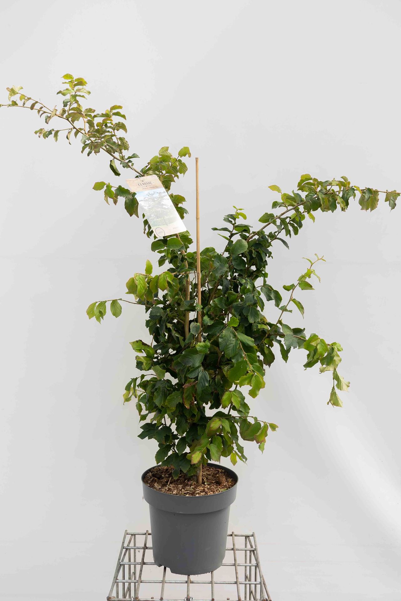 Parrotia persica - pot 12L - 100-125 cm afbeelding