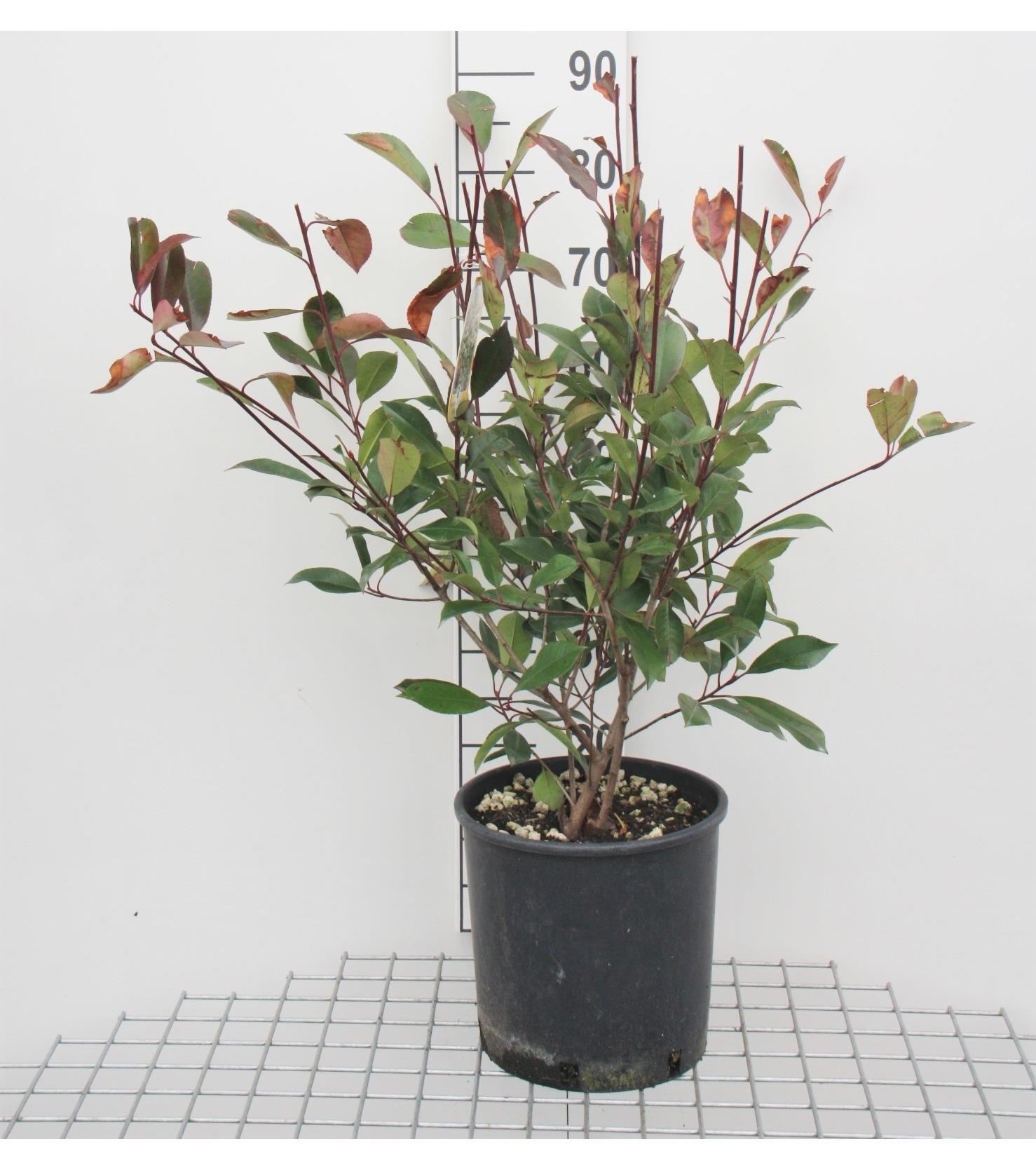 Photinia x fraseri'Red Robin'- pot 10L - 100-125 cm afbeelding