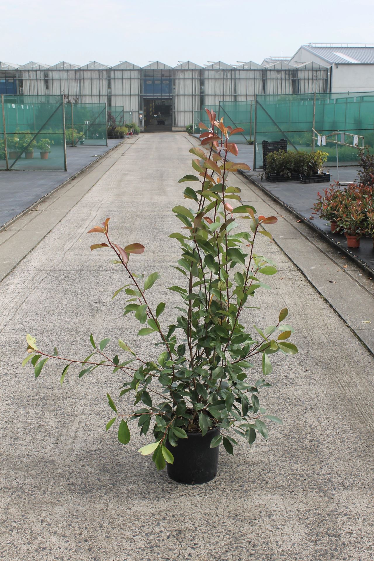 Photinia x fraseri'Red Robin'- pot 12L - 125-150 cm afbeelding