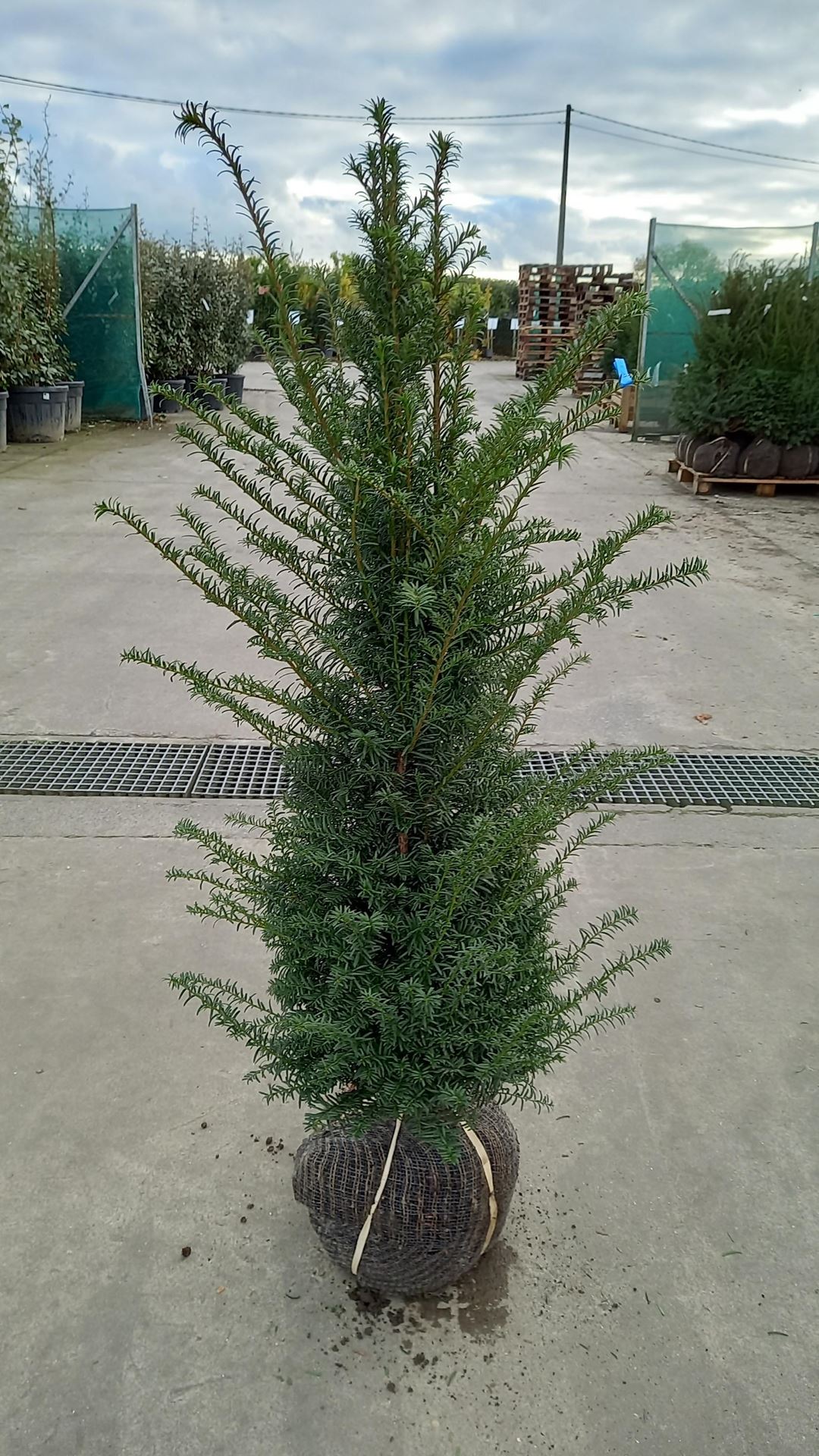 Taxus baccata - aardekluit - 80-100 cm afbeelding