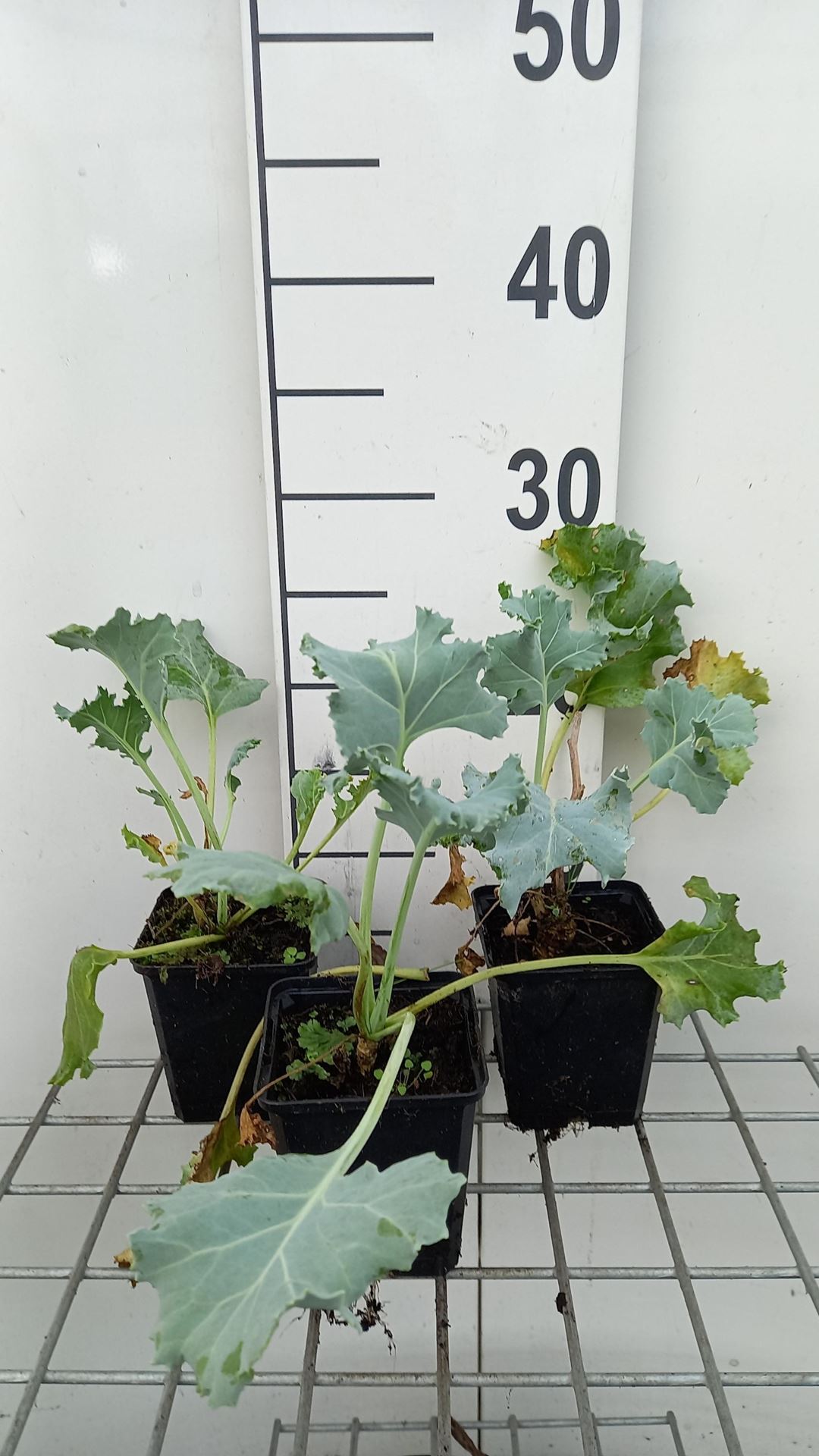 Crambe maritima - pot 9x9 cm (Zeekool) - Zeekool afbeelding