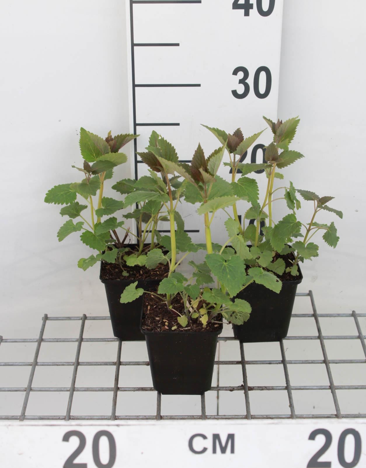 Agastache'Blue Fortune'- pot 9x9 cm (Dropplant) - Dropplant afbeelding