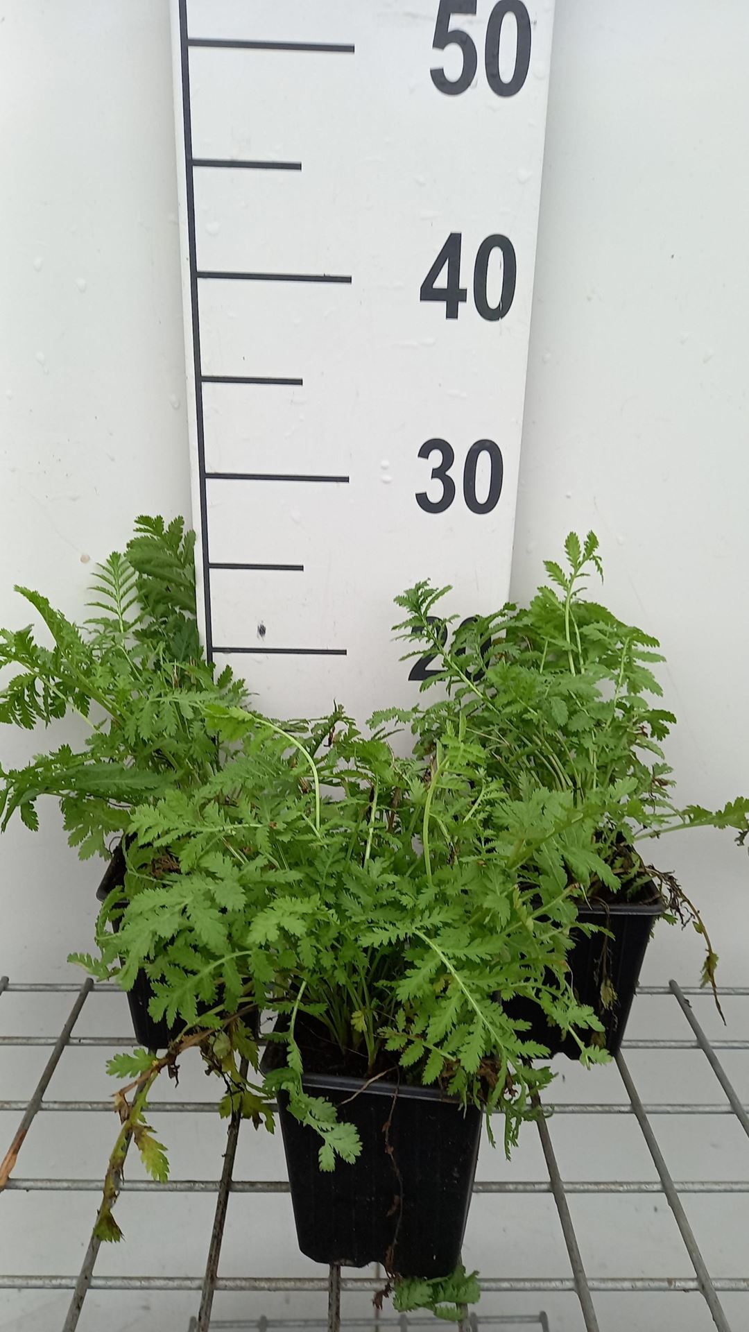 Tanacetum vulgare - pot 9x9 cm (Boerenwormkruid) - Boerenwormkruid afbeelding