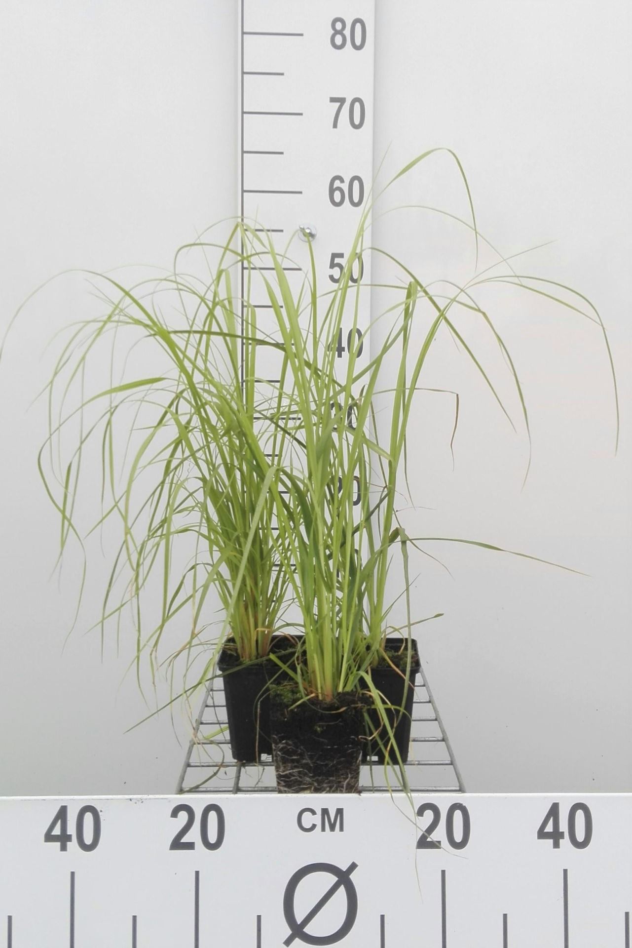 Cortaderia selloana'Rosea'- pot 9x9 cm - Pampasgras afbeelding