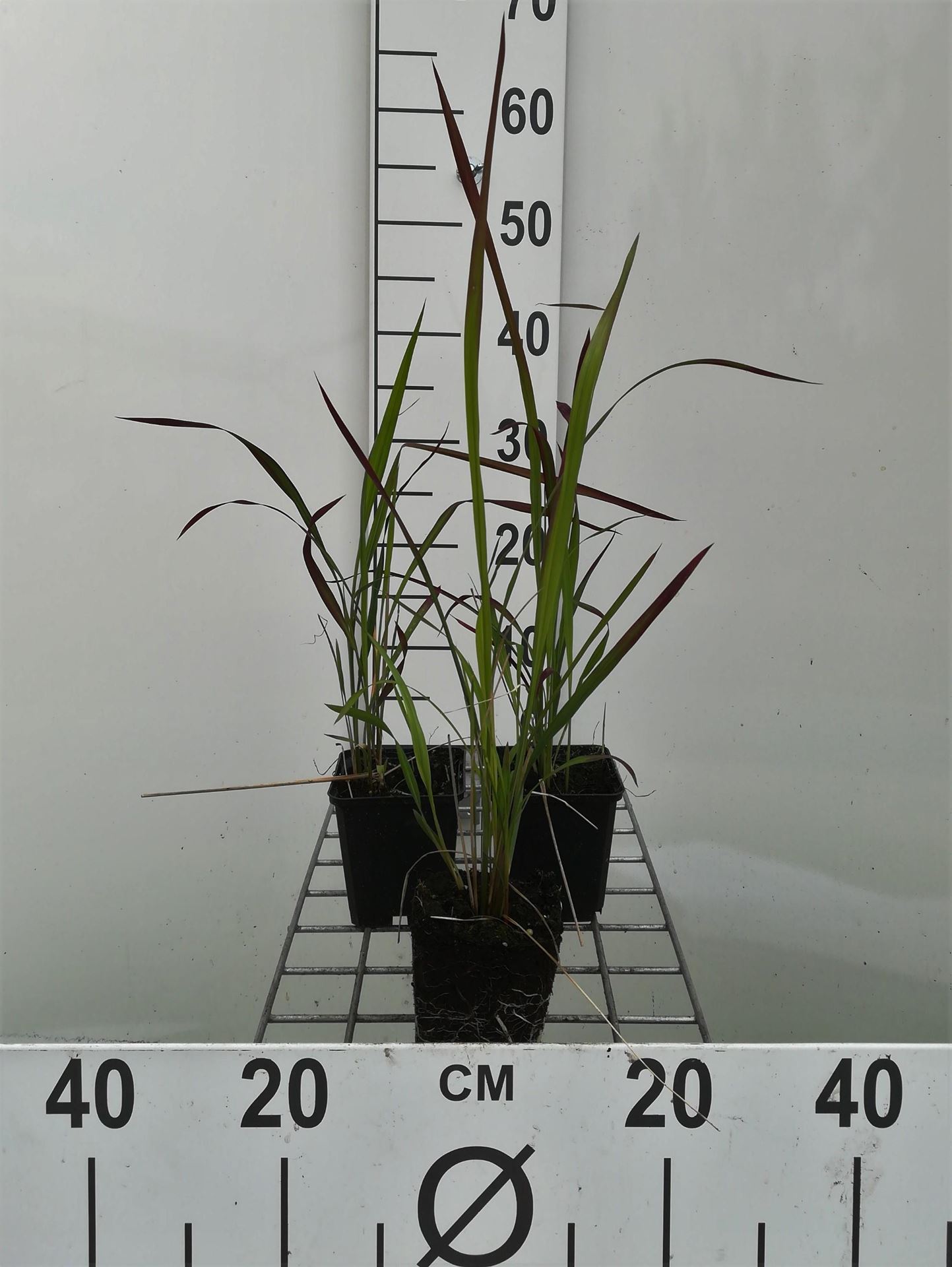 Imperata cylindrica'Red Baron'- pot 9x9 cm - Japans bloedgras afbeelding