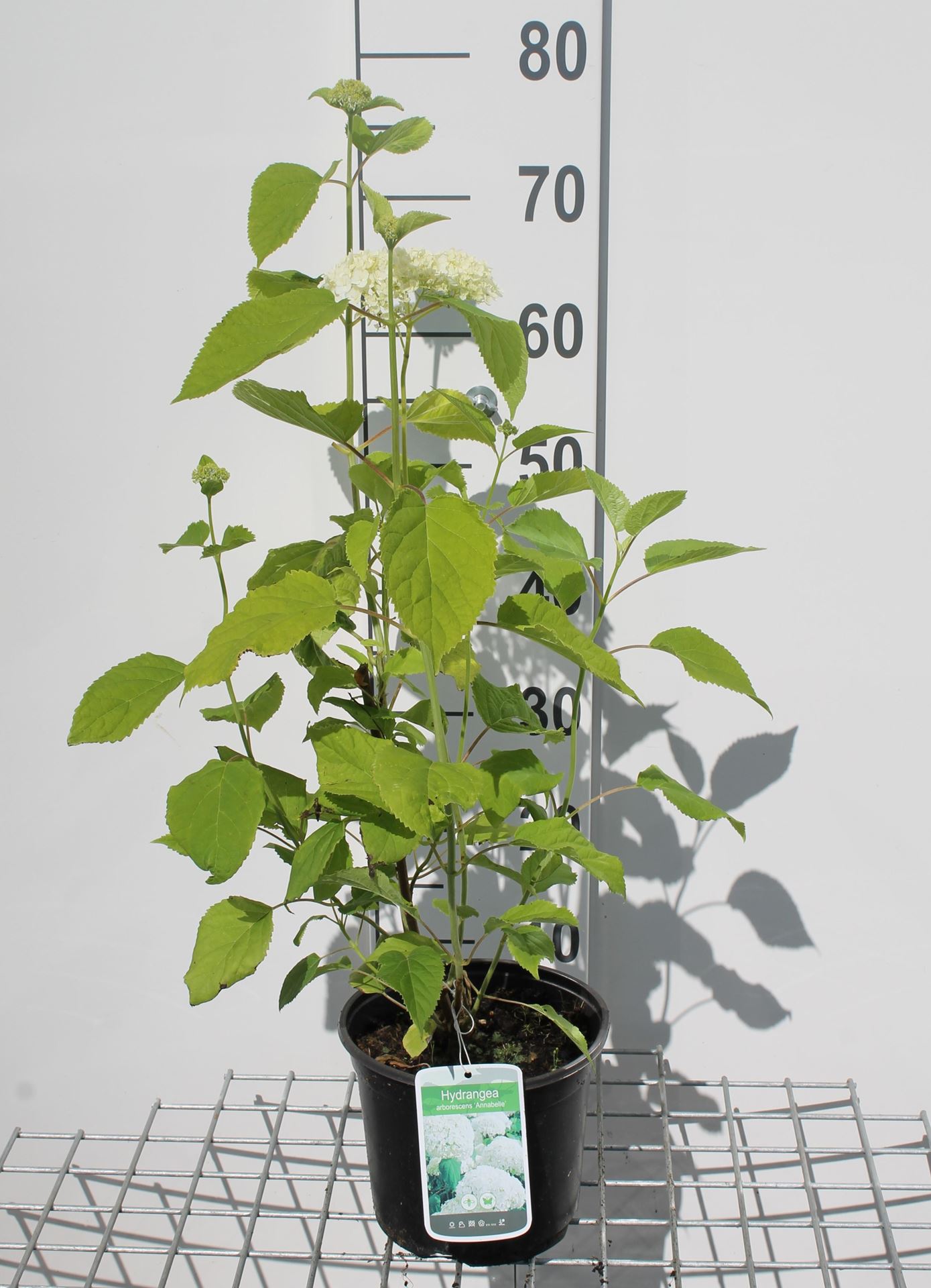 Hydrangea arborescens 'Annabelle' - pot - 30-50 cm -