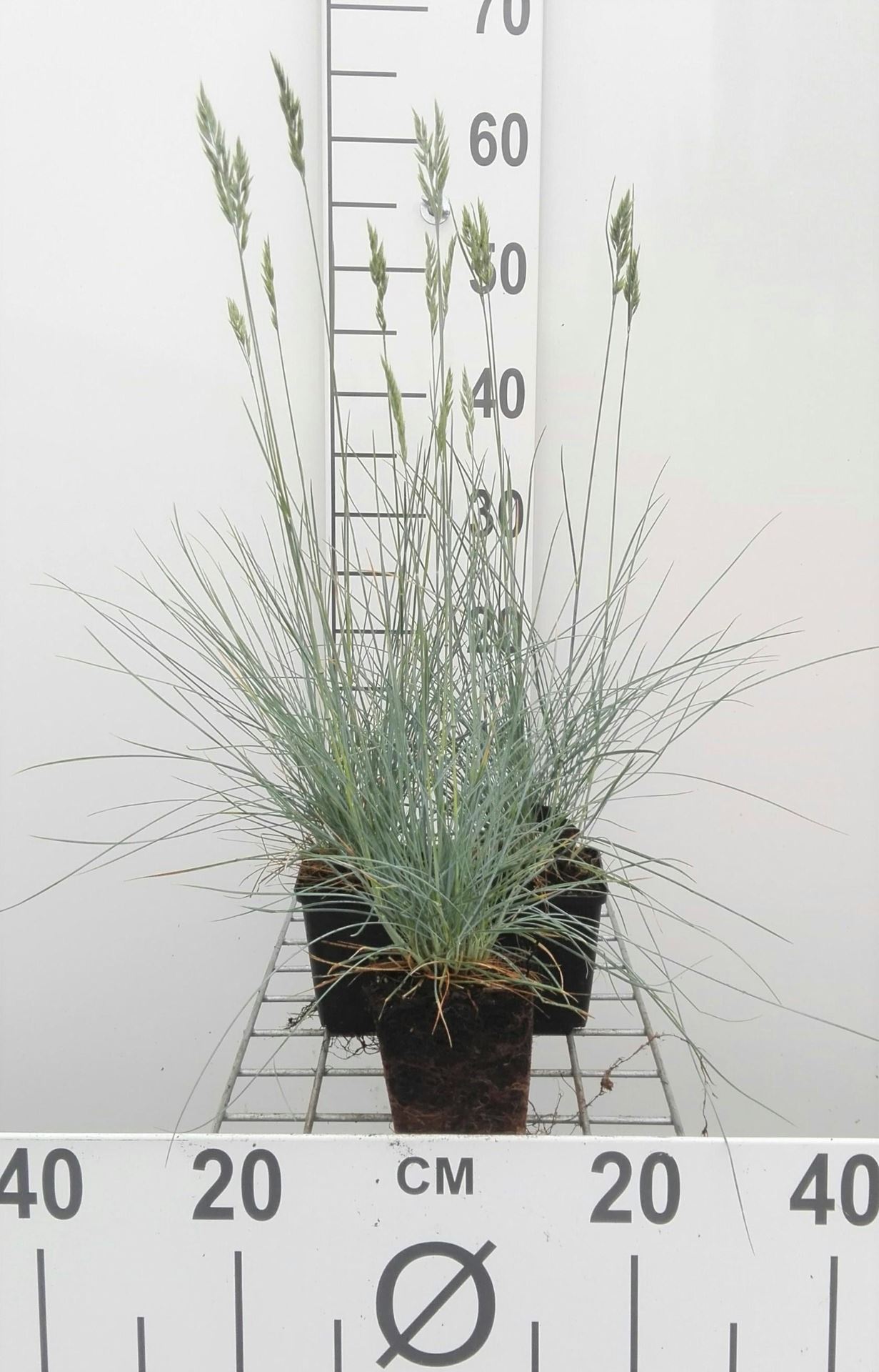 Festuca glauca'Elijah Blue'- pot 9x9 cm - Zwenkgras afbeelding