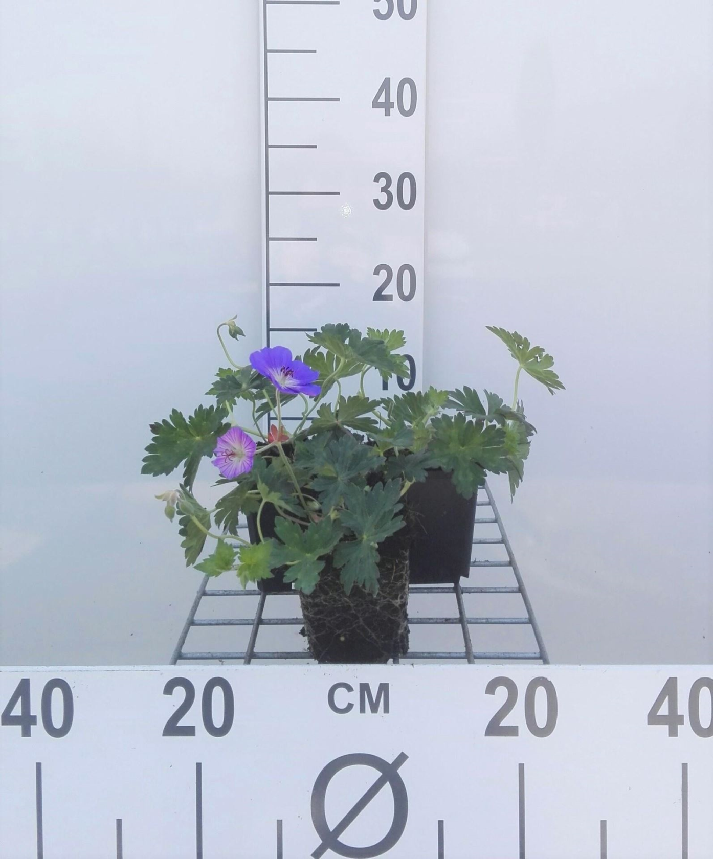 Geranium'Gerwat'(Rozanne) - pot 9x9 cm - Ooievaarsbek afbeelding