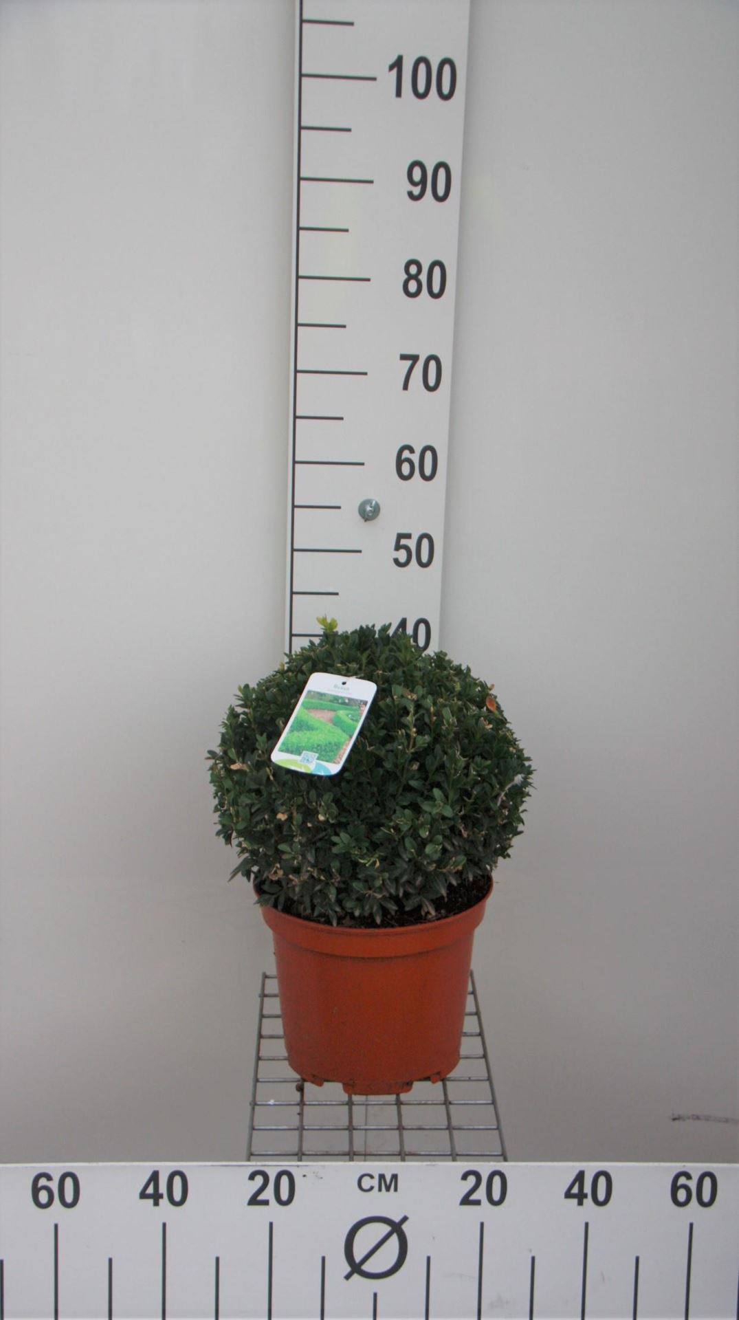 Buxus sempervirens - pot - bolvorm diameter 30+ cm afbeelding