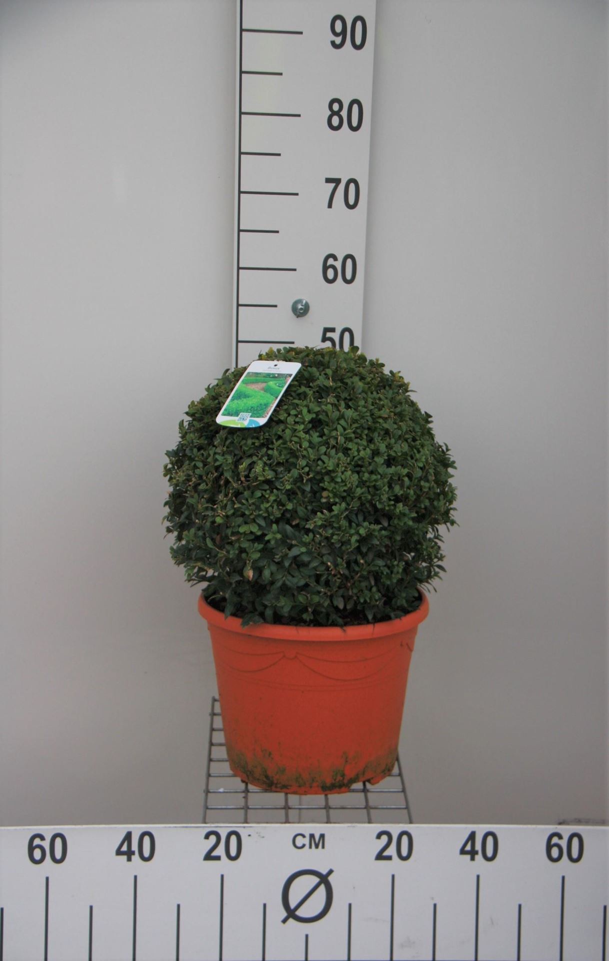 Buxus sempervirens - pot - bolvorm diameter 35+ cm afbeelding