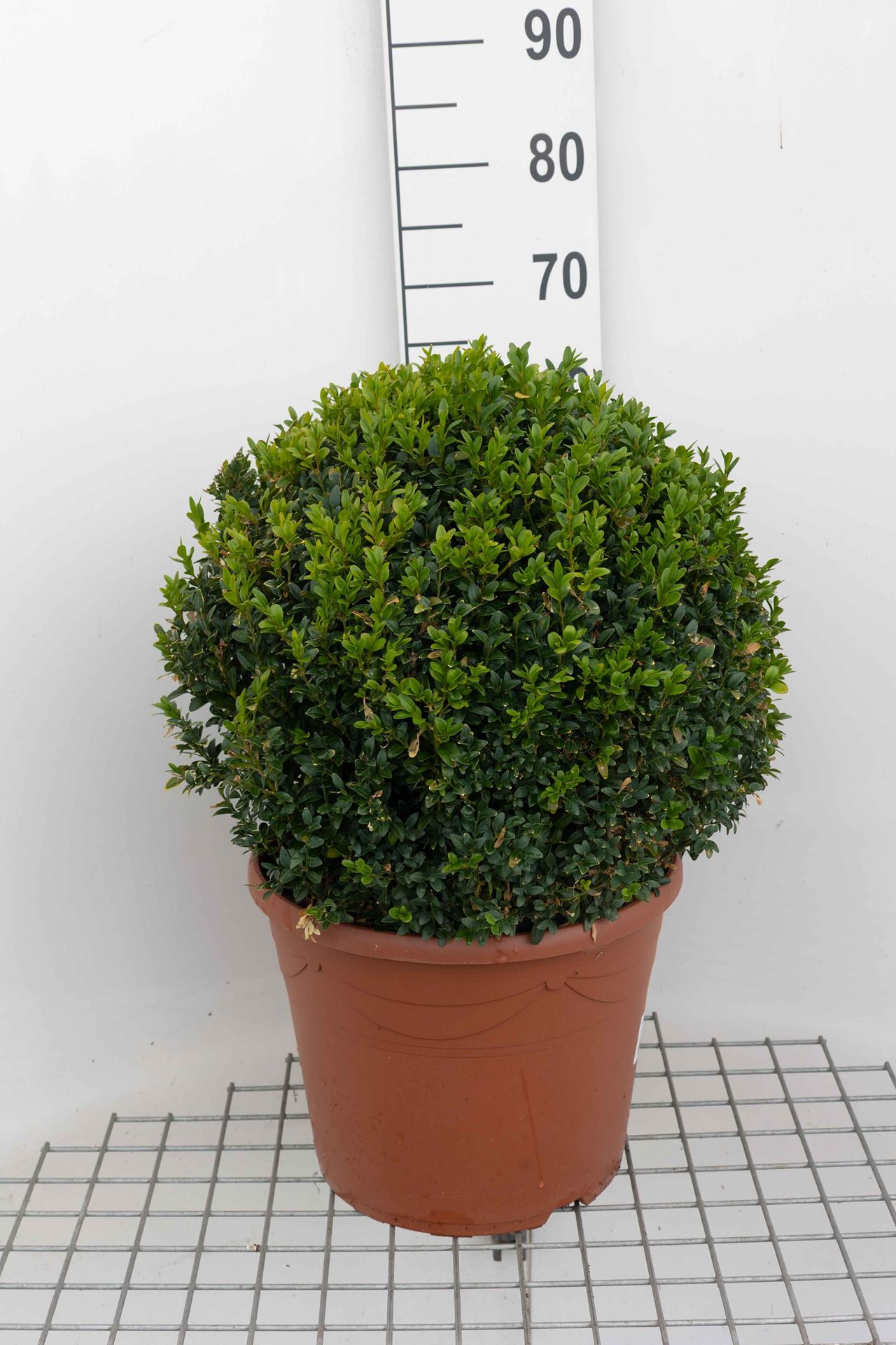 Buxus sempervirens - pot - bolvorm diameter 45+ cm - Buxus / Palmboompje / Buksboompje afbeelding
