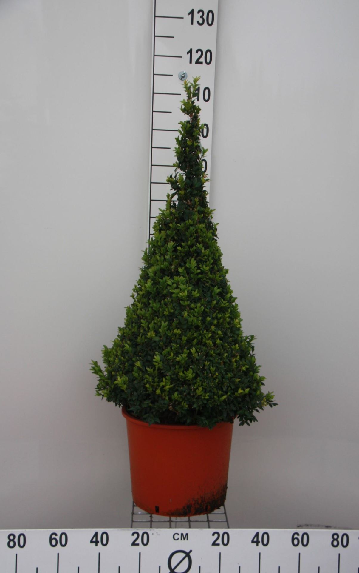 Buxus sempervirens - pot - 80+ cm - piramidevorm afbeelding