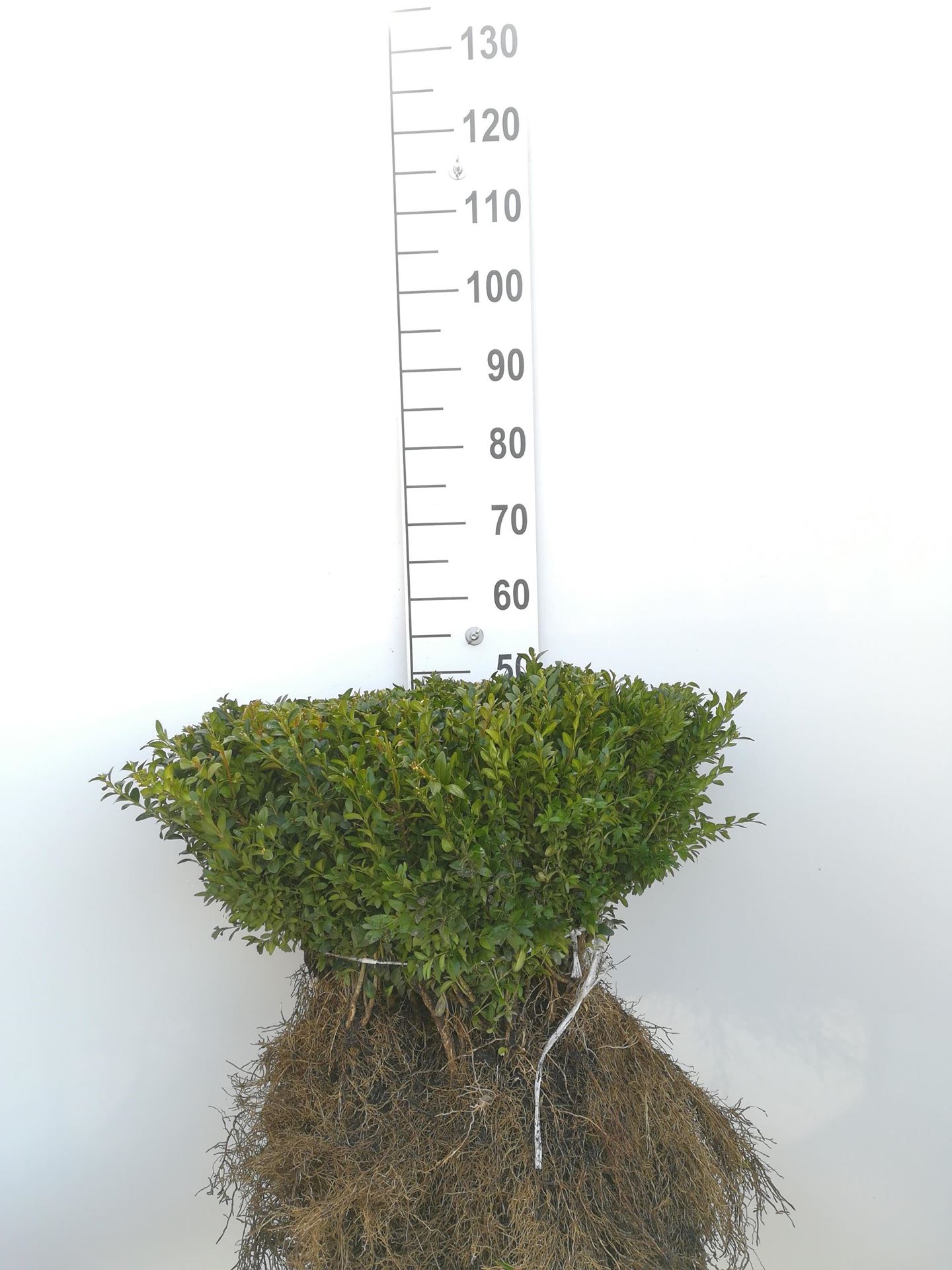 Buxus sempervirens - blote wortel - 25-30 cm - struik - Buxus / Palmboompje / Buksboompje afbeelding