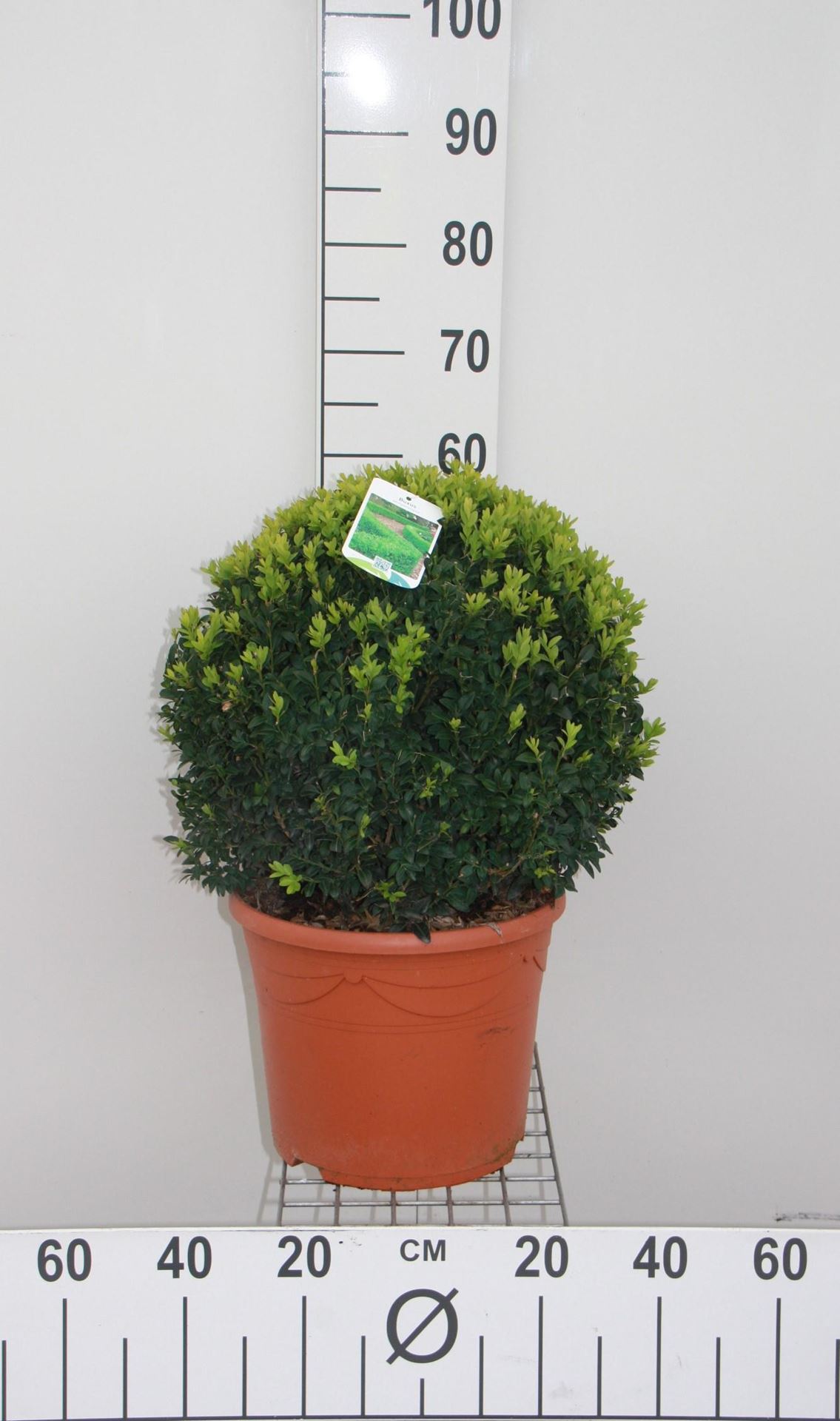 Buxus sempervirens - pot - bolvorm diameter 40+ cm afbeelding