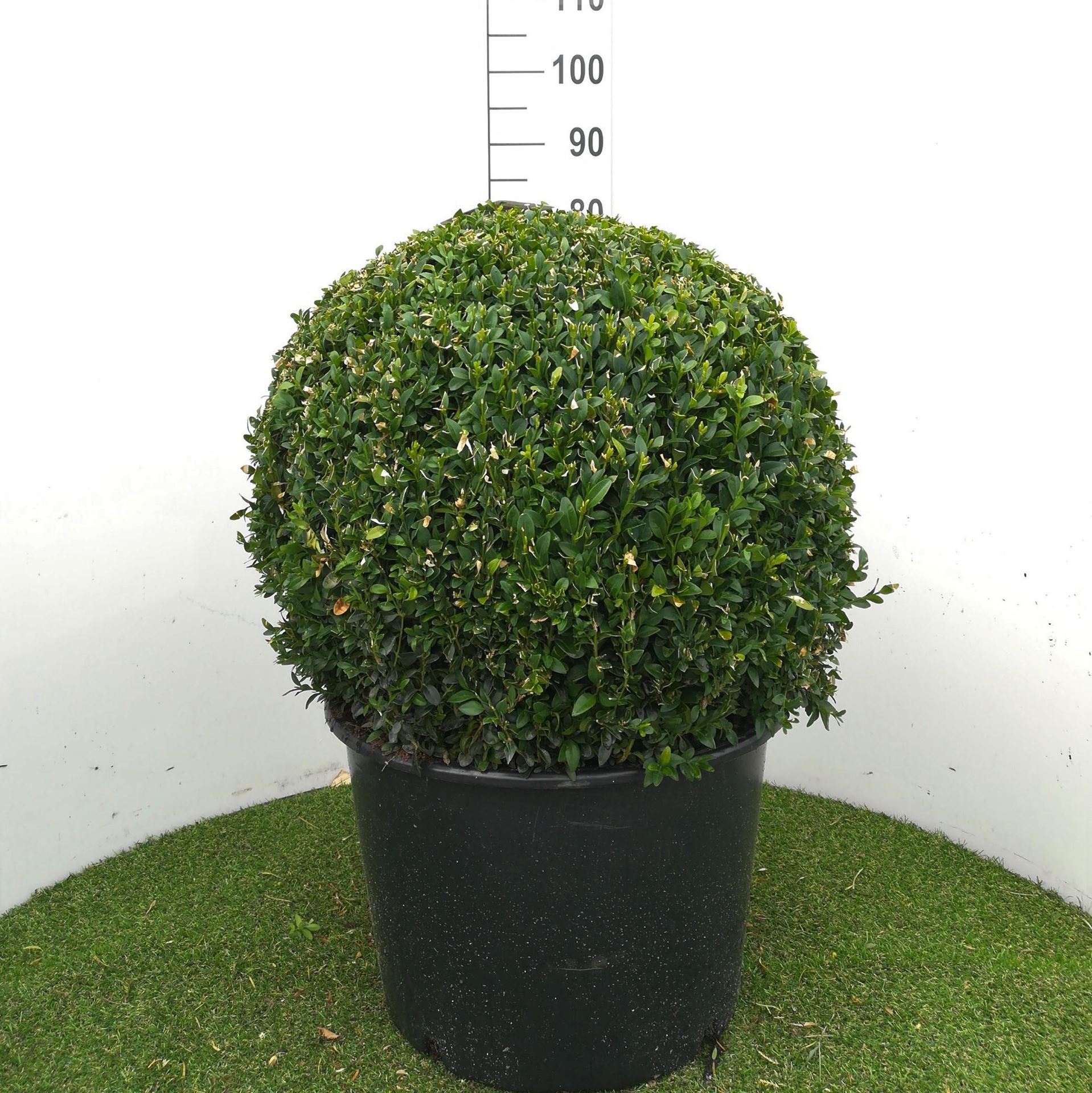 Buxus sempervirens - pot - bolvorm diameter 60+ cm - Buxus / Palmboompje / Buksboompje afbeelding