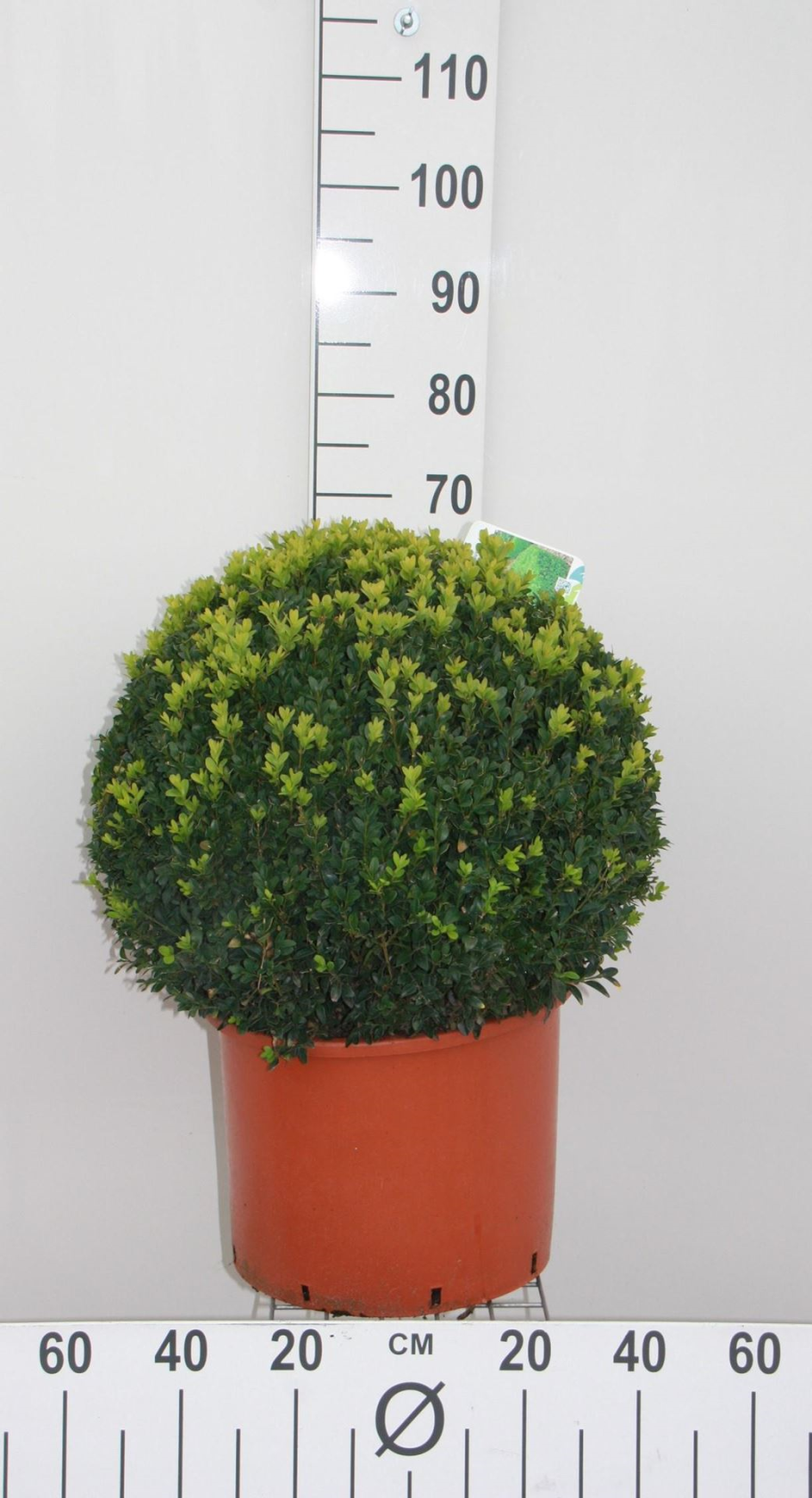 Buxus sempervirens - pot - bolvorm diameter 50+ cm afbeelding