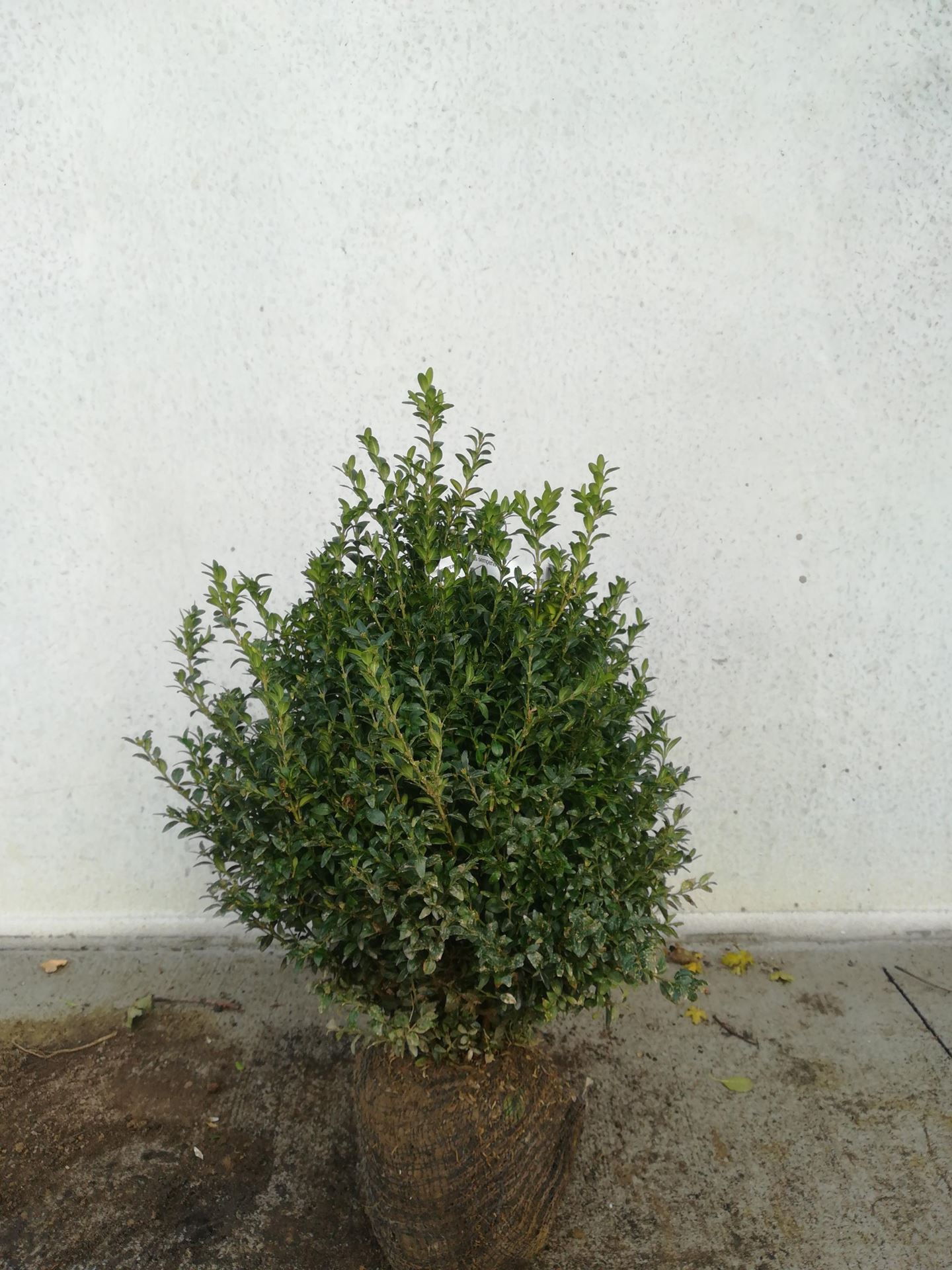 Buxus sempervirens - aardekluit - 60-80 cm - struik afbeelding