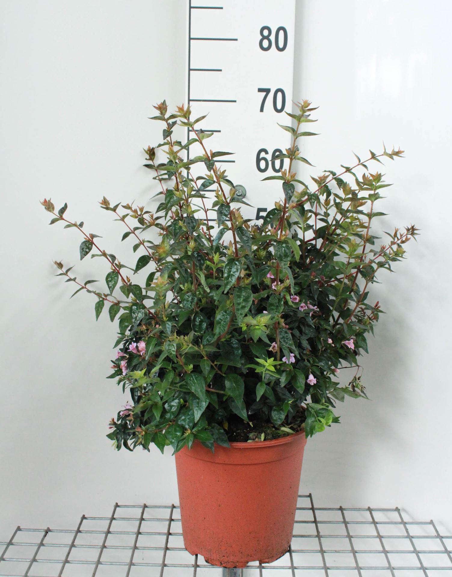 Abelia'Edward Goucher'- pot 10L - 50-60 cm afbeelding