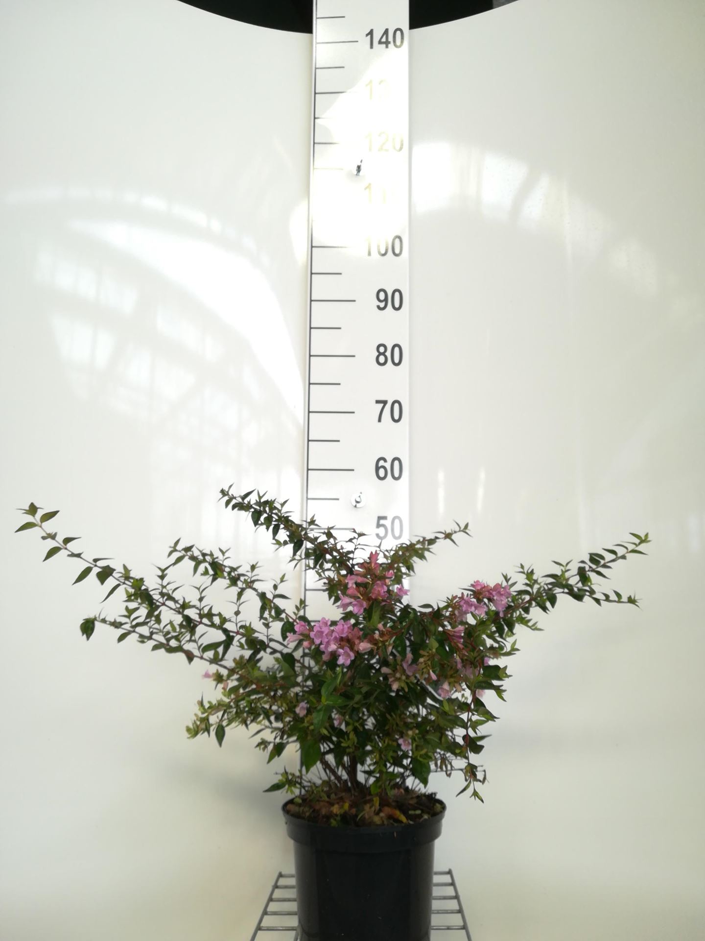 Abelia 'Edward Goucher' - pot - 25-30 cm -
