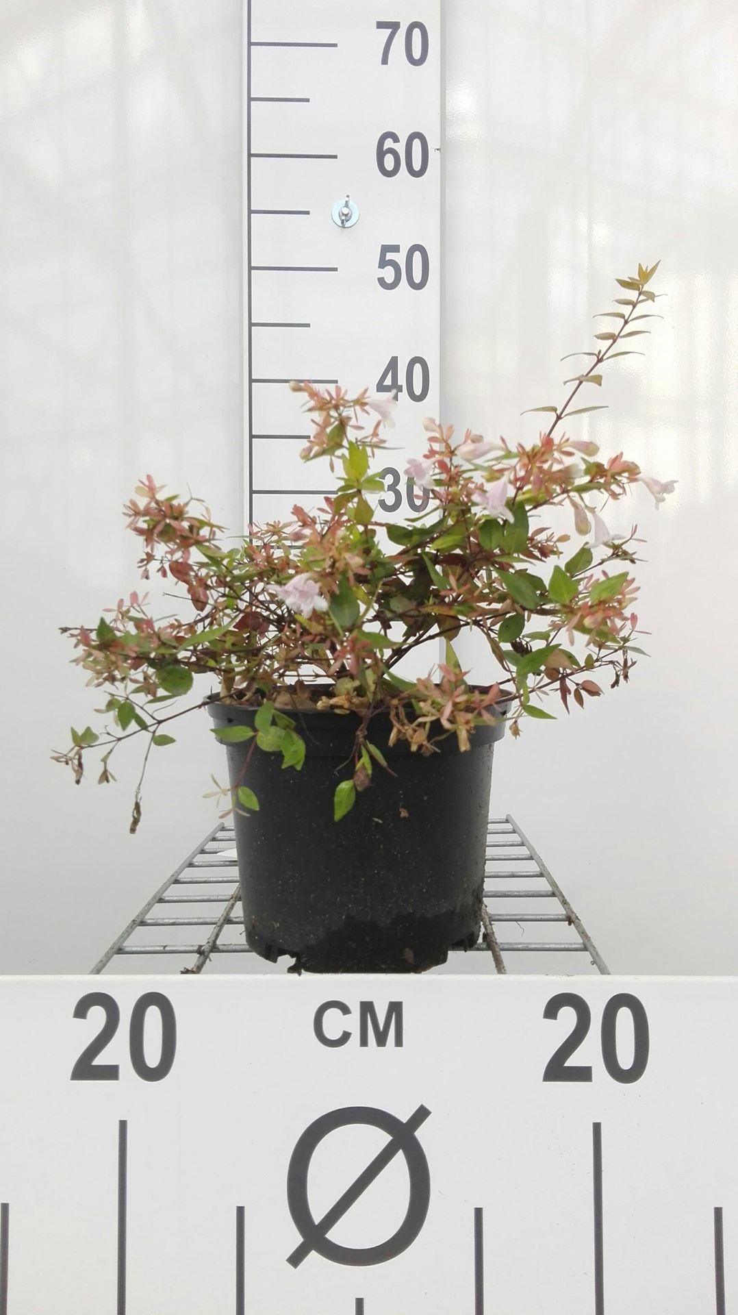 Abelia x grandiflora'Francis Mason'- pot - 25-30 cm afbeelding