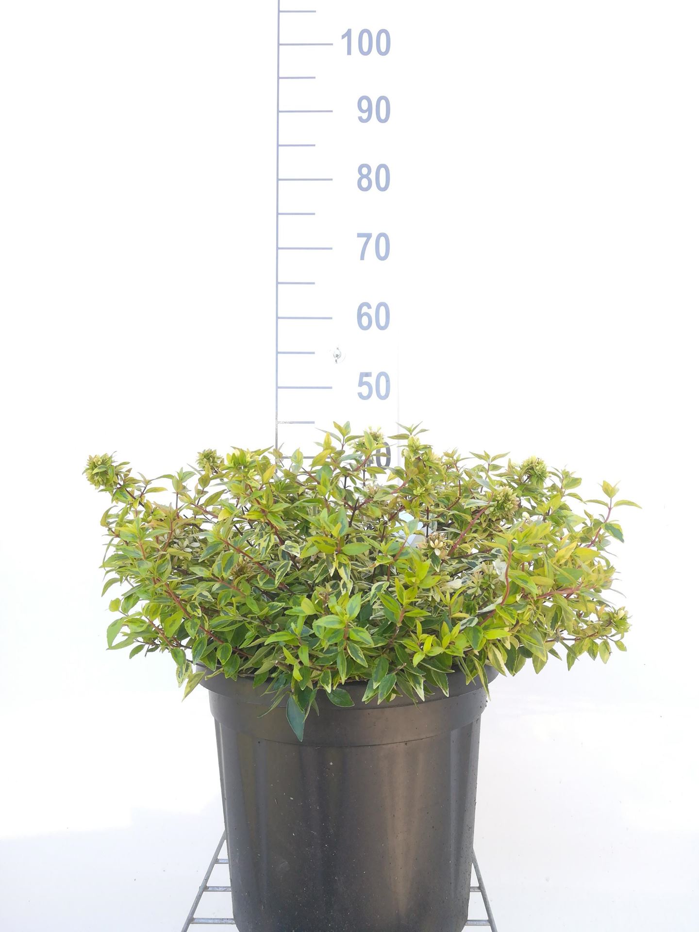 Abelia x grandiflora'Kaleidoscope'- pot 10L - 50-60 cm afbeelding