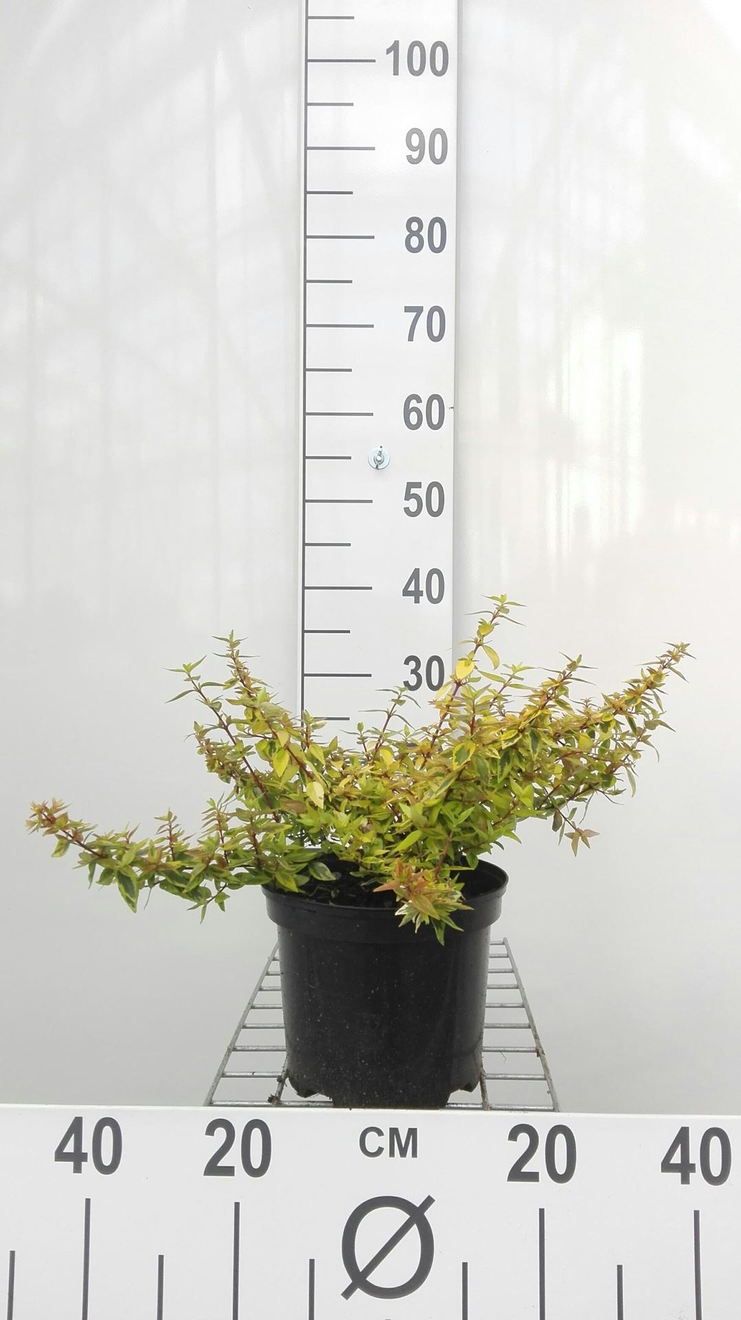 Abelia x grandiflora 'Kaleidoscope' - pot - 25-30 cm