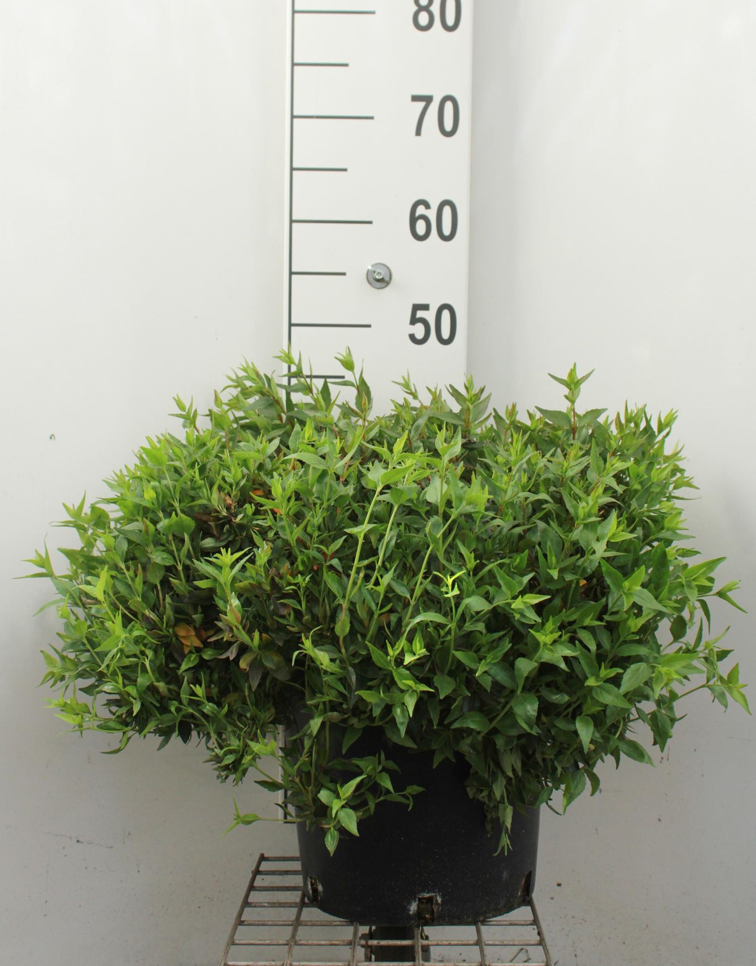 Abelia x grandiflora'Prostrata'- pot 10L - 40-50 cm afbeelding