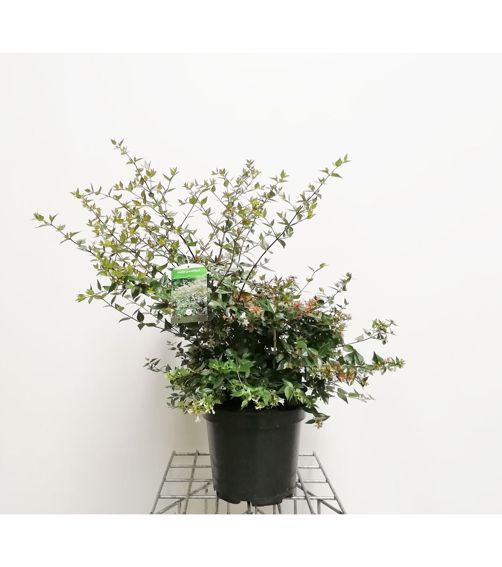 Abelia x grandiflora - pot 10L - 50-60 cm afbeelding