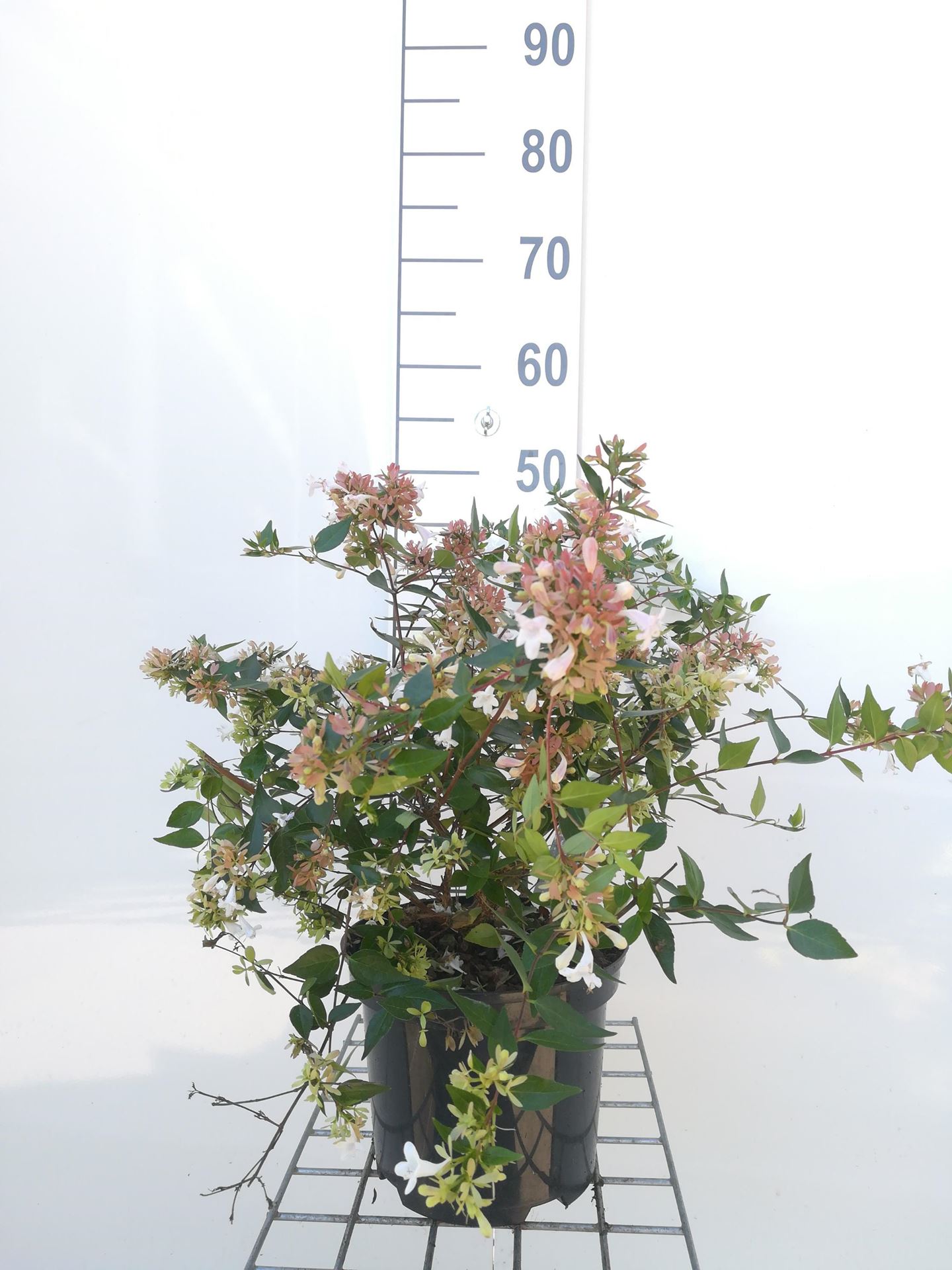 Abelia x grandiflora - pot - 25-30 cm