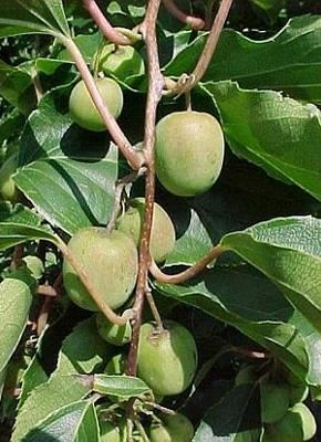 Actinidia arguta 'Issai' - pot - 50-60 cm -