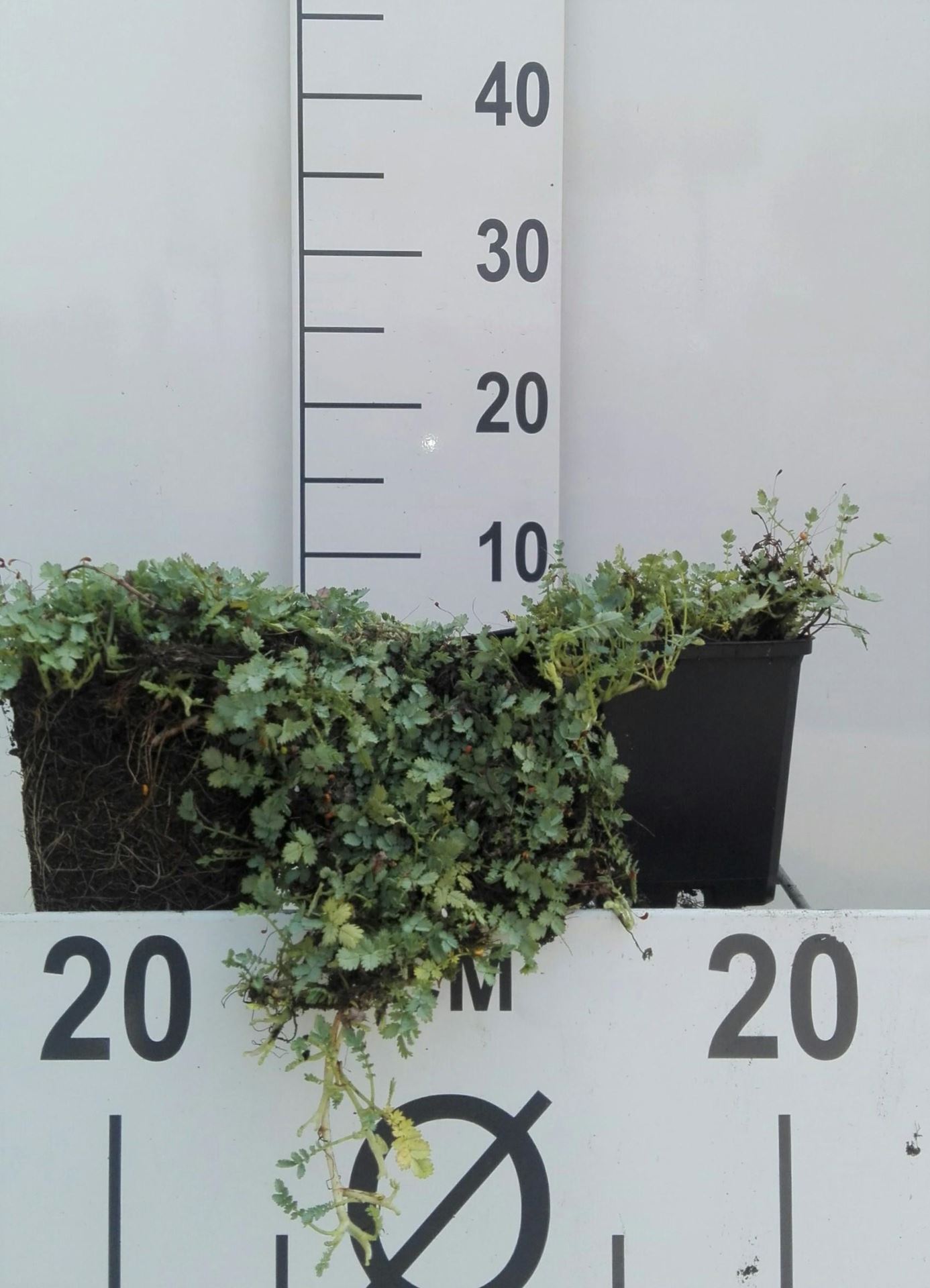 Acaena buchananii - pot 9x9 cm afbeelding
