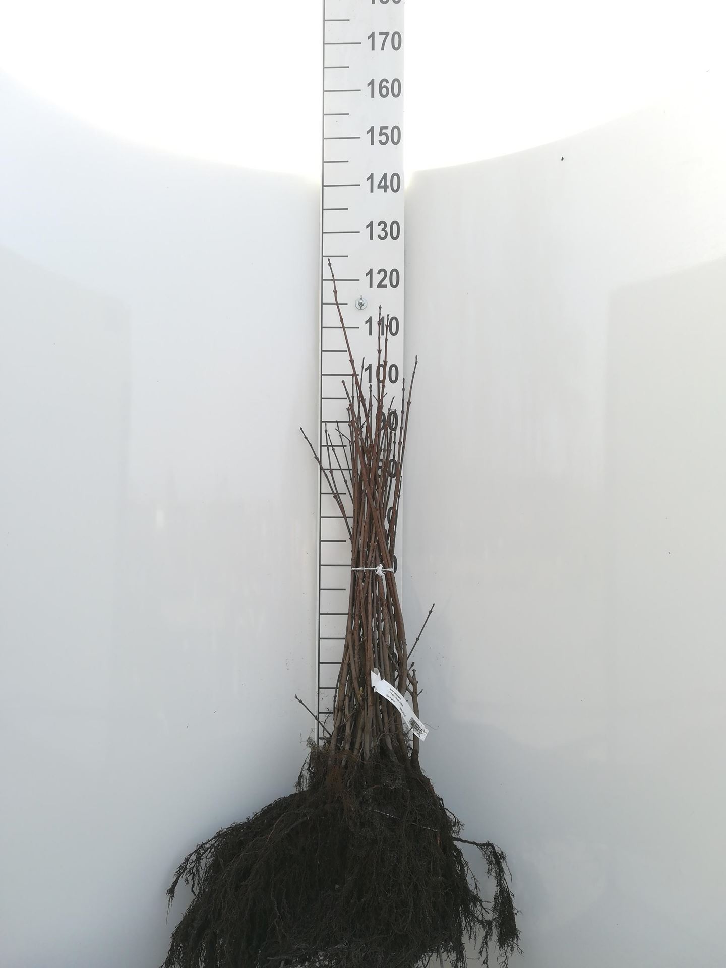 Acer campestre - blote wortel - 60-90 cm afbeelding