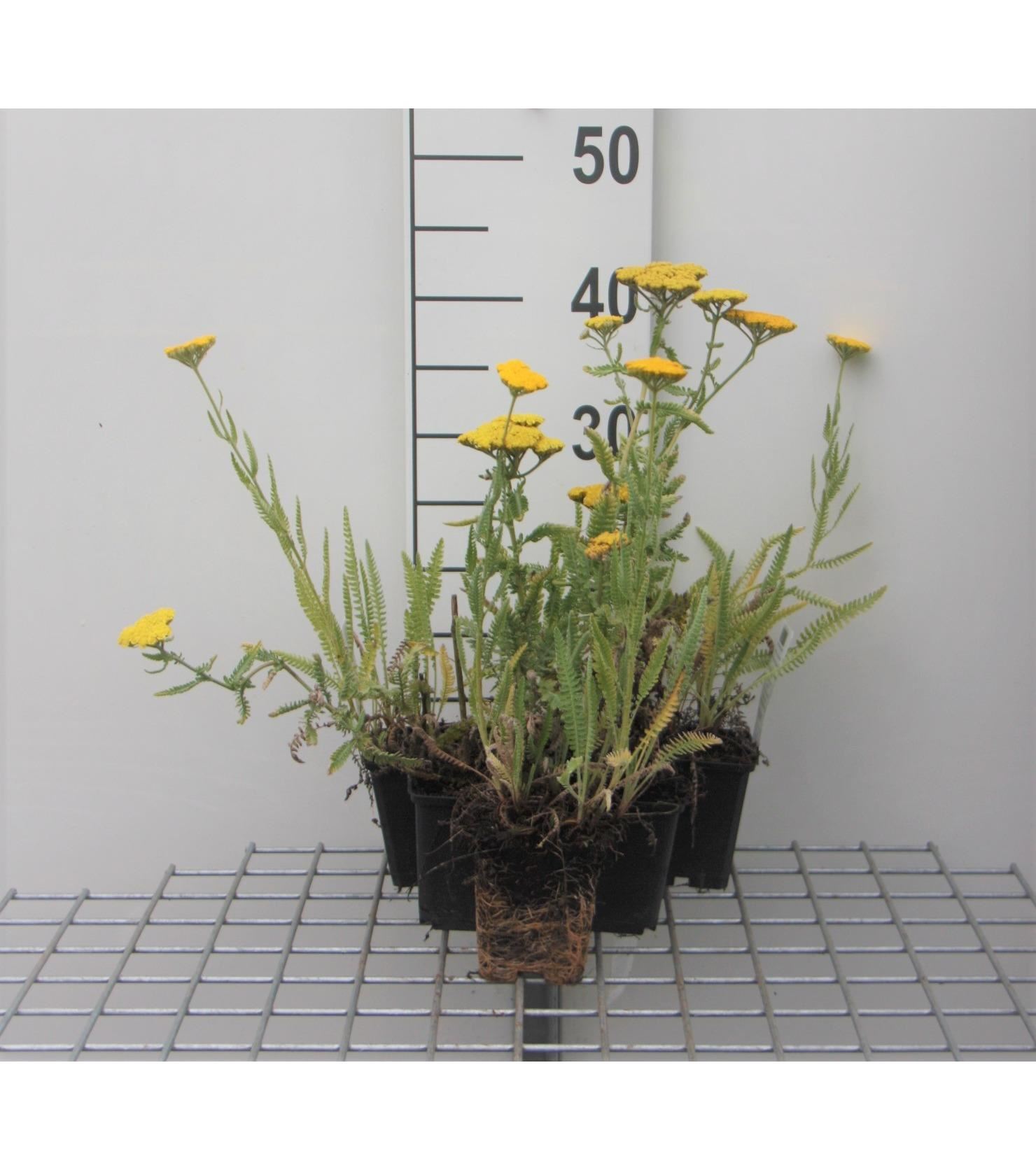 Achillea'Coronation Gold'- pot 9x9 cm - Duizendblad afbeelding