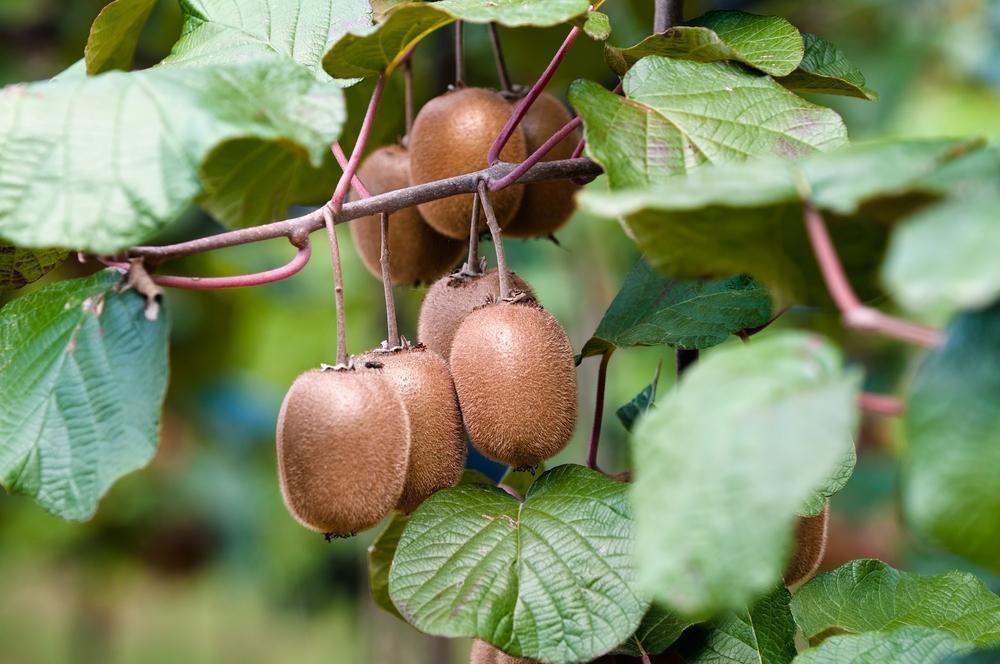 Actinidia deliciosa 'Atlas' - pot - 50-60 cm -