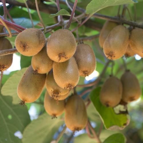 Actinidia deliciosa 'Hayward' - pot - 50-60 cm -