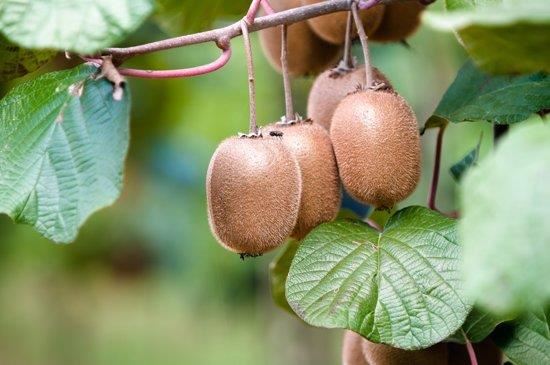 Actinidia deliciosa 'Jenny' - pot - 50-60 cm -